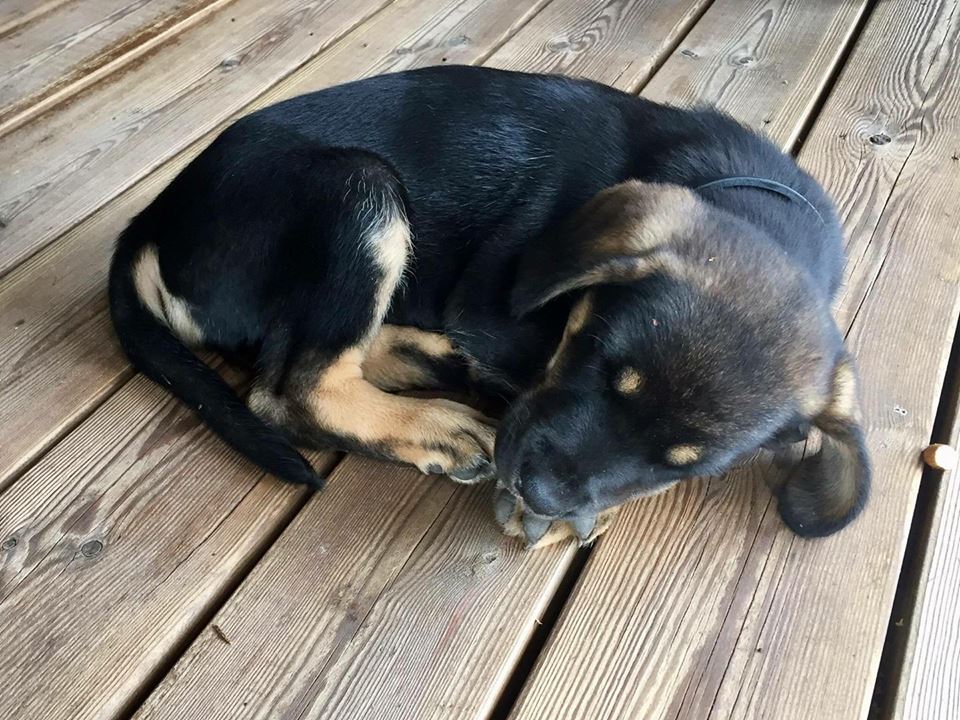 Found my puppy sleeping outside the other day and wanted to share this with you r/aww