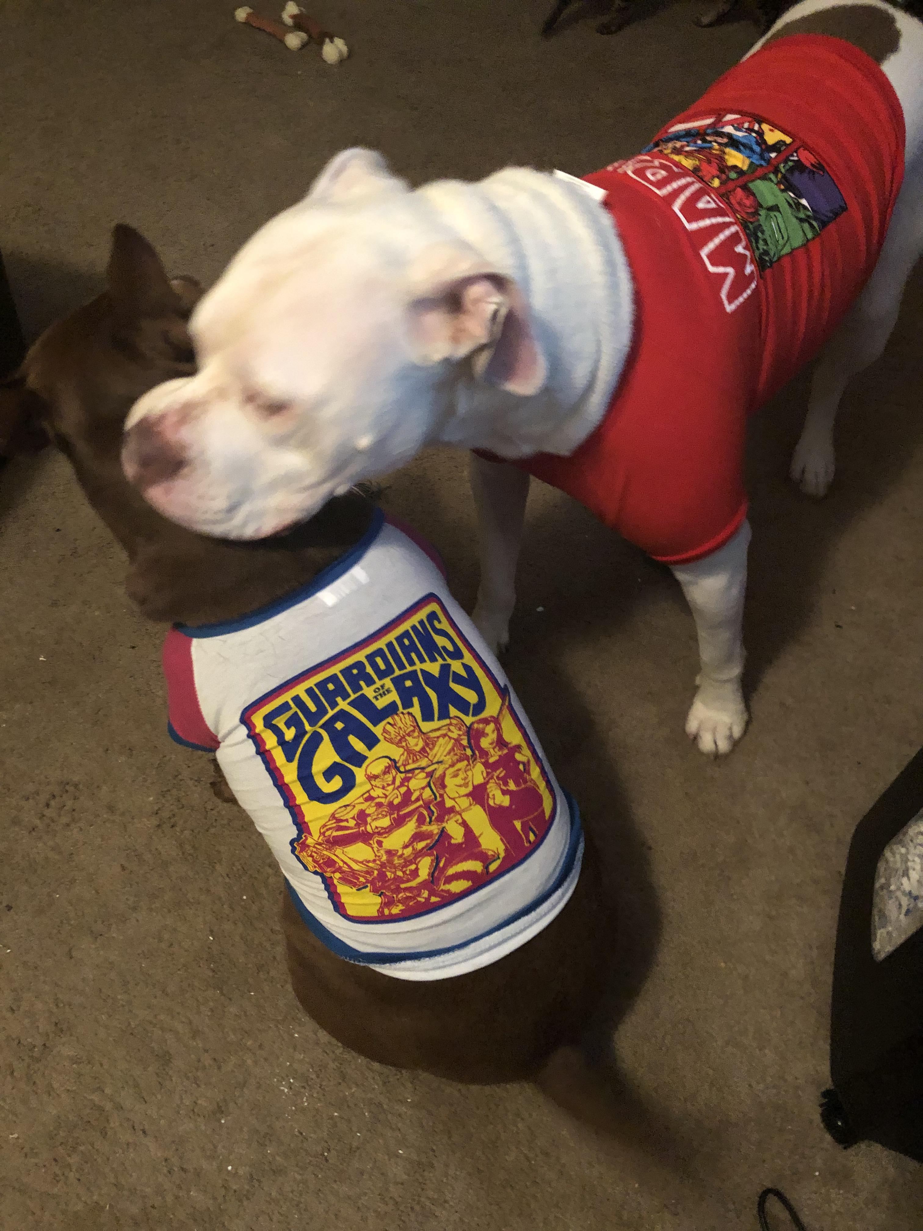 The kids got Tshirts r/pitbulls