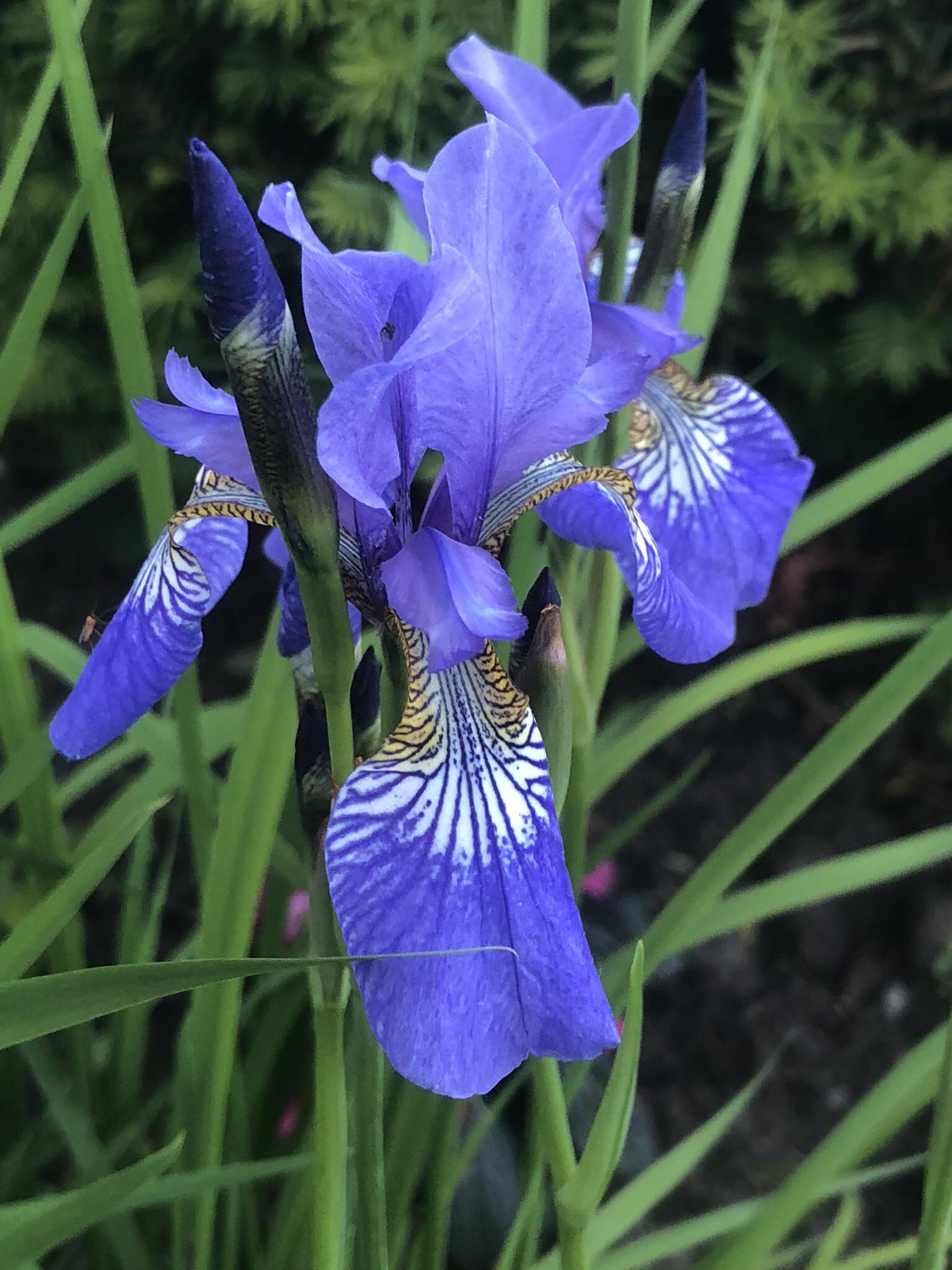 Spring is here when the Irises are out !!! r/gardening