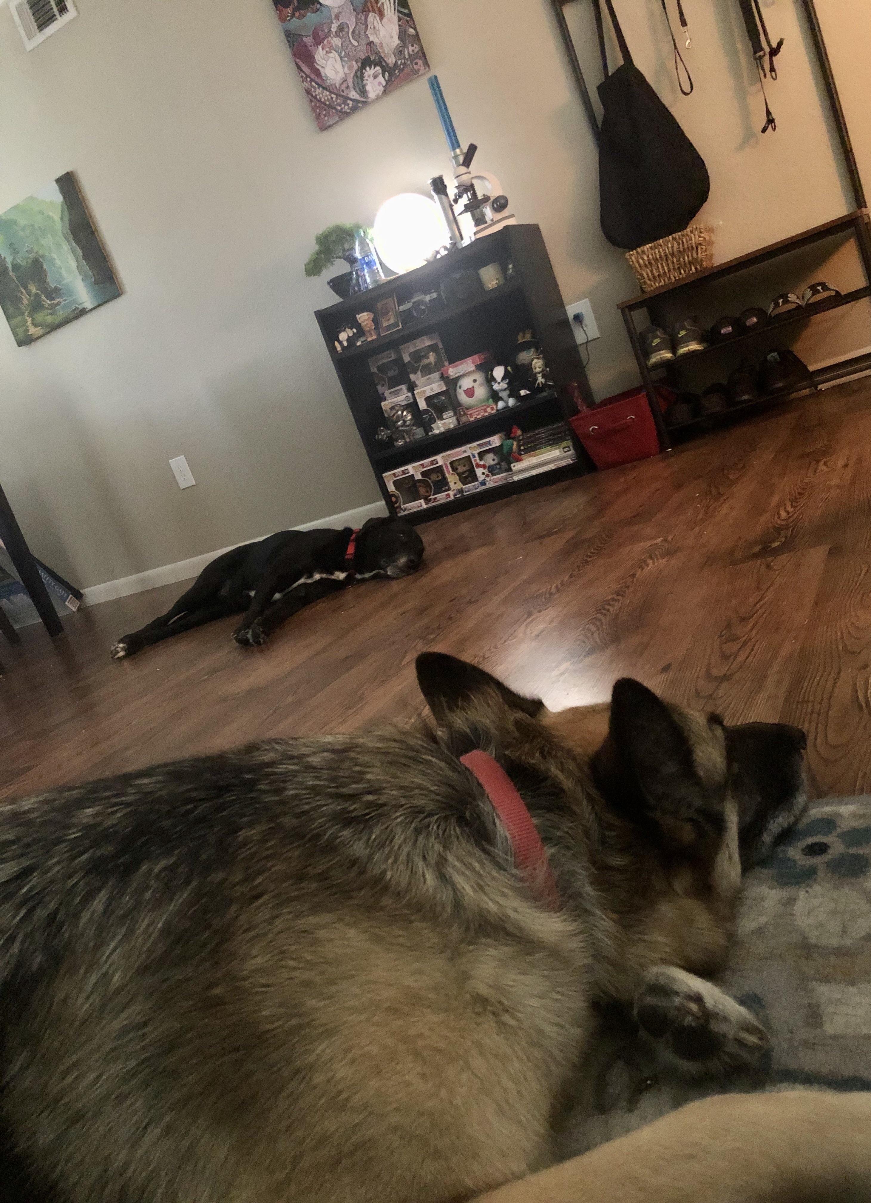 Pooped dogs after a good walk r/dogpictures