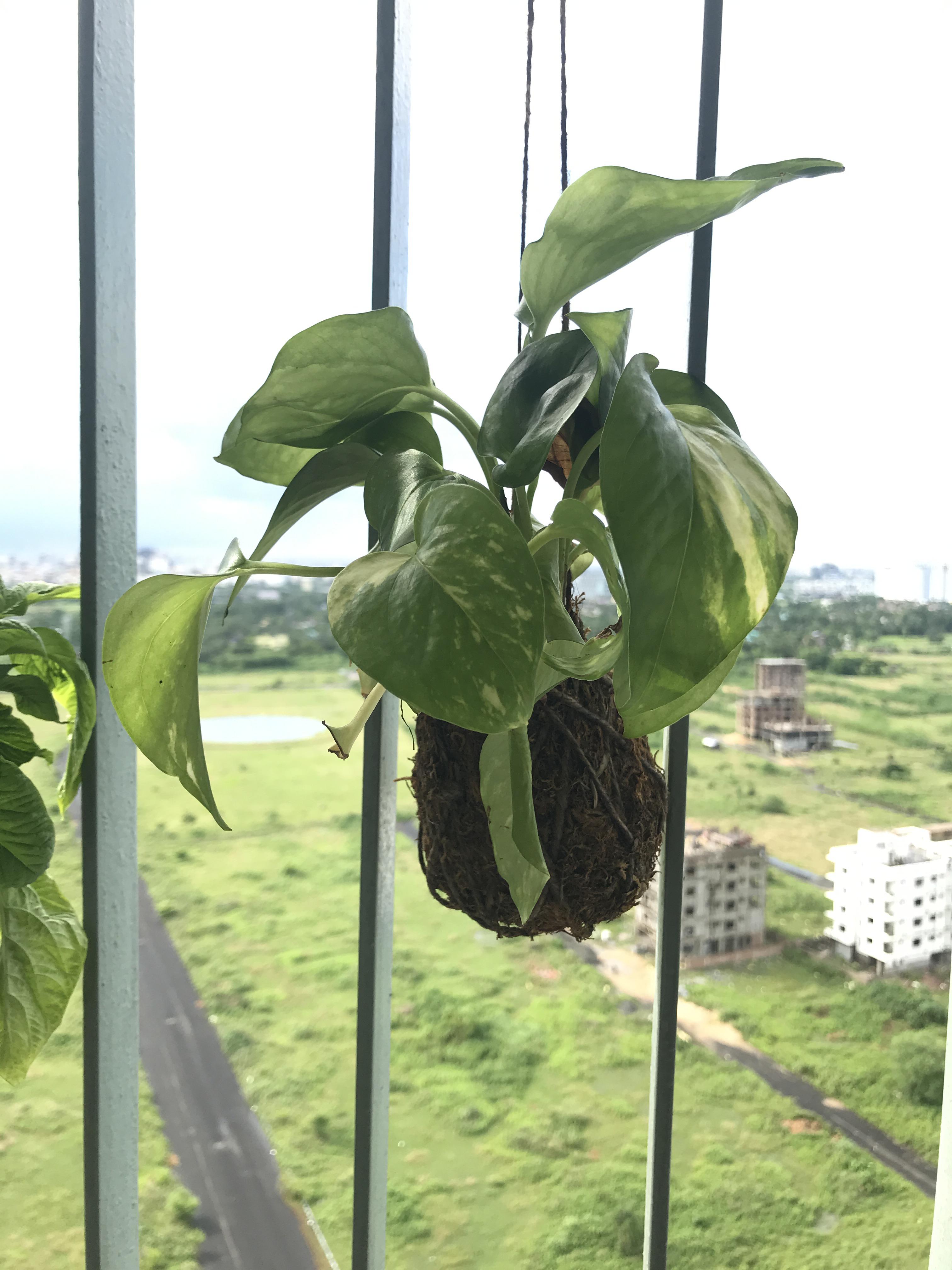 How to water hanging plants like this? r/plant