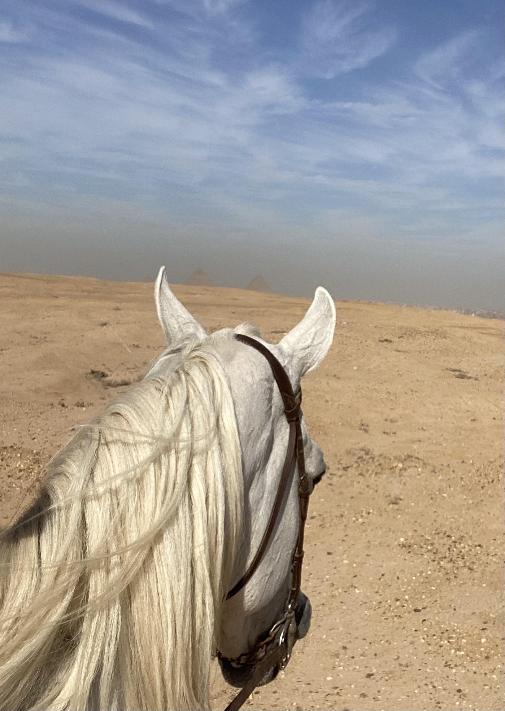 Perfect day for a zoomie r/Horses