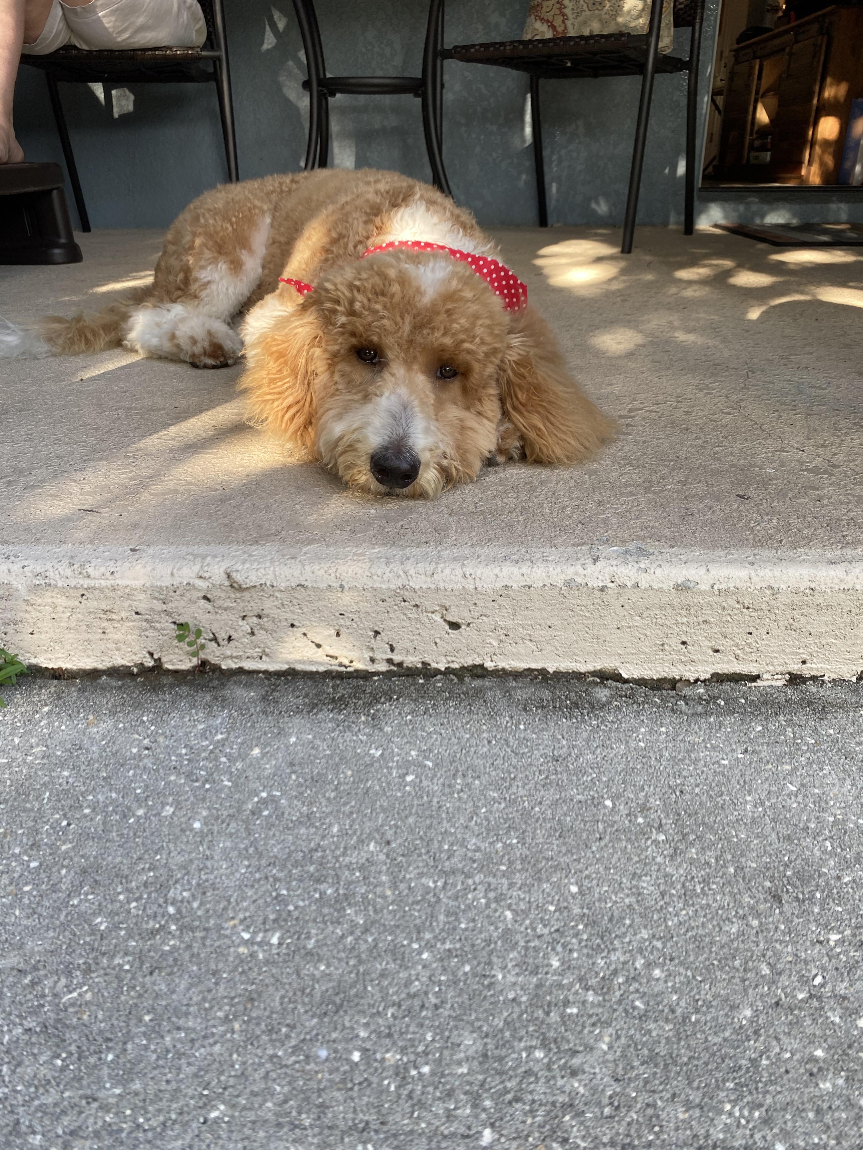New washncut. She’s a new pup! r/Goldendoodles