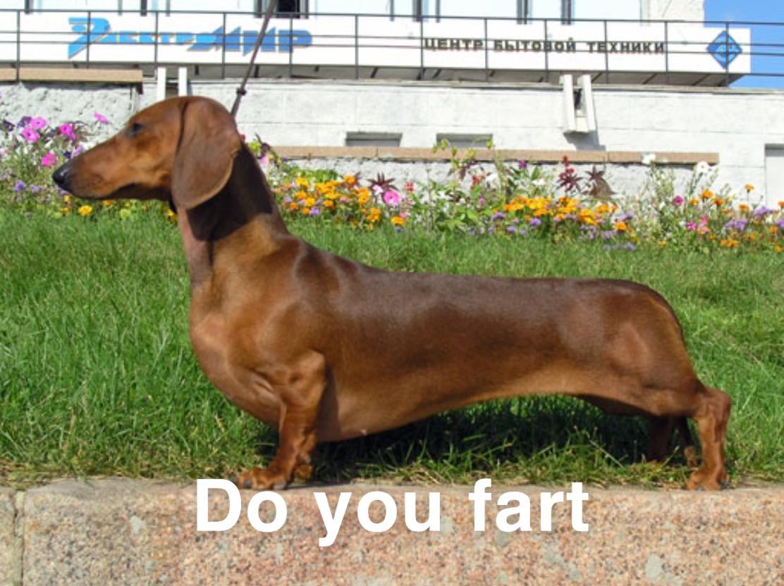 Noodle weenie dog must know r/Doufarted