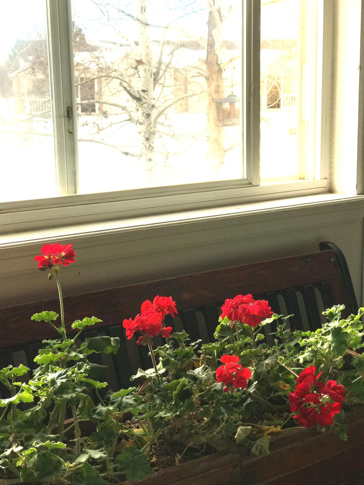 Geraniums in Winter r/gardening