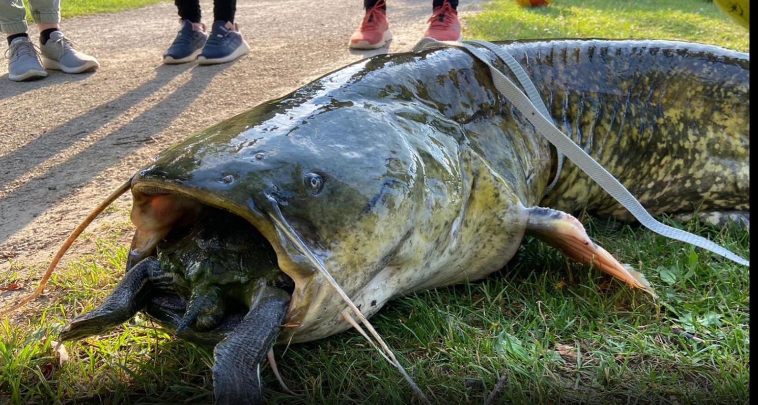 Huge catfish choking on a turtle. Found in a lake in my hometown. r/interestingasfuck
