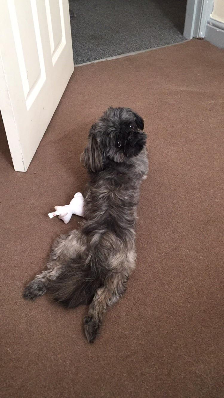 Lost my boy yesterday to parvo. My first dog ever, I’m heartbroken. I