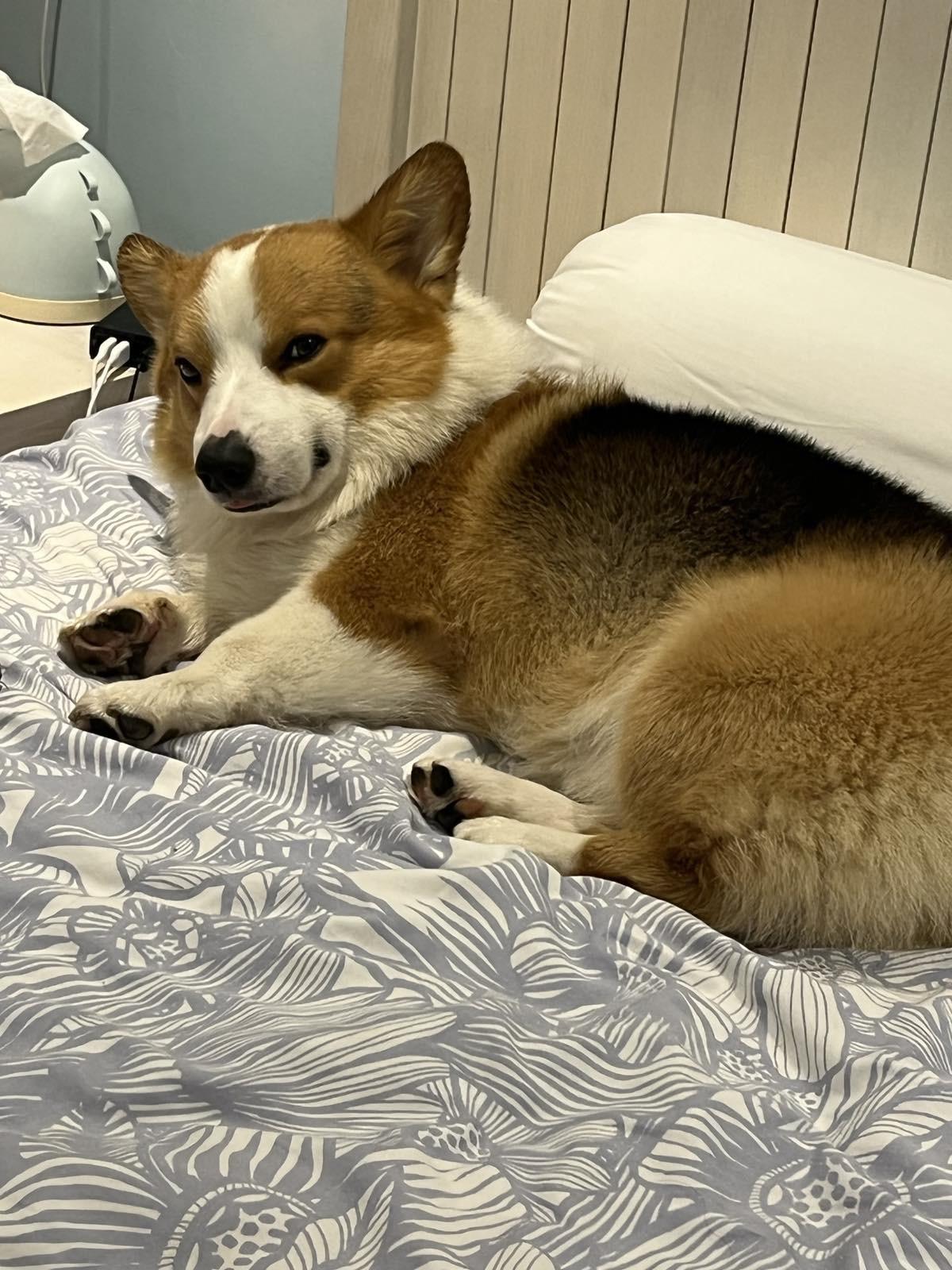 Weekly Shot of Whiskey Side eye or just sleepy??