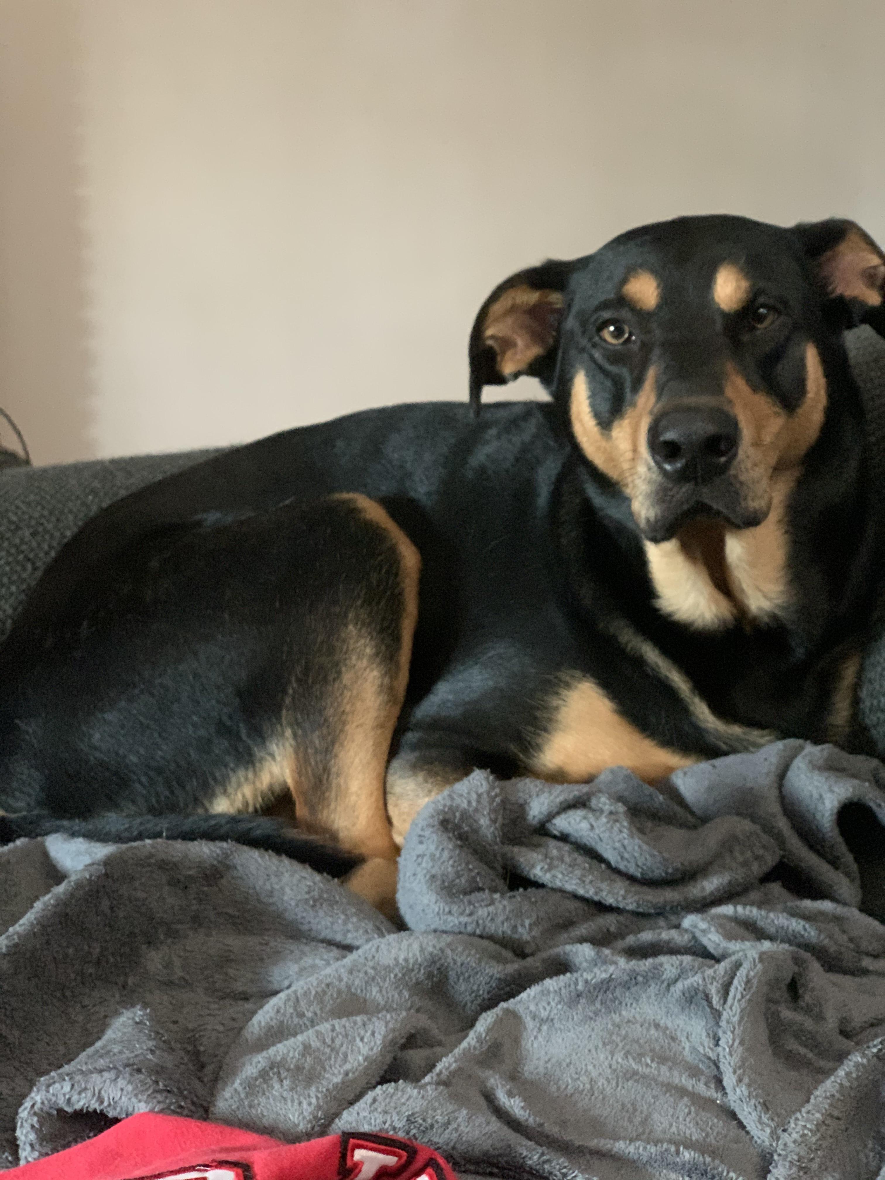 Blanket hog r/rarepuppers