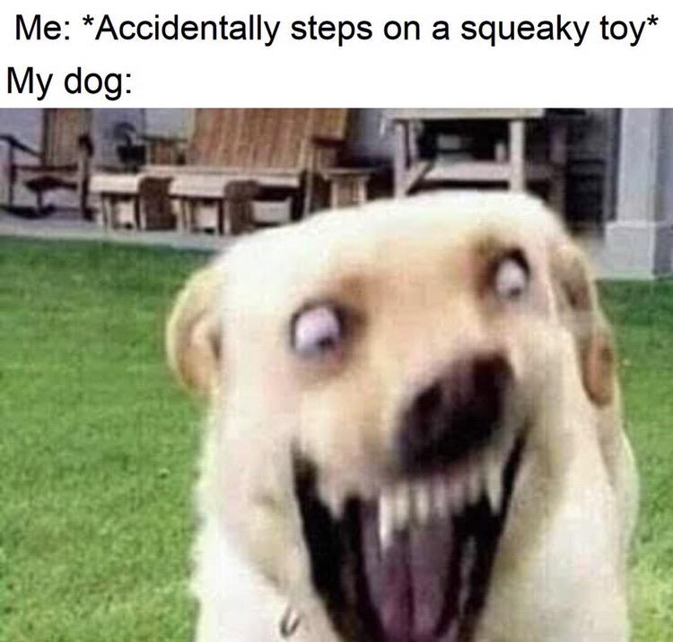 *screaming* dankmemes