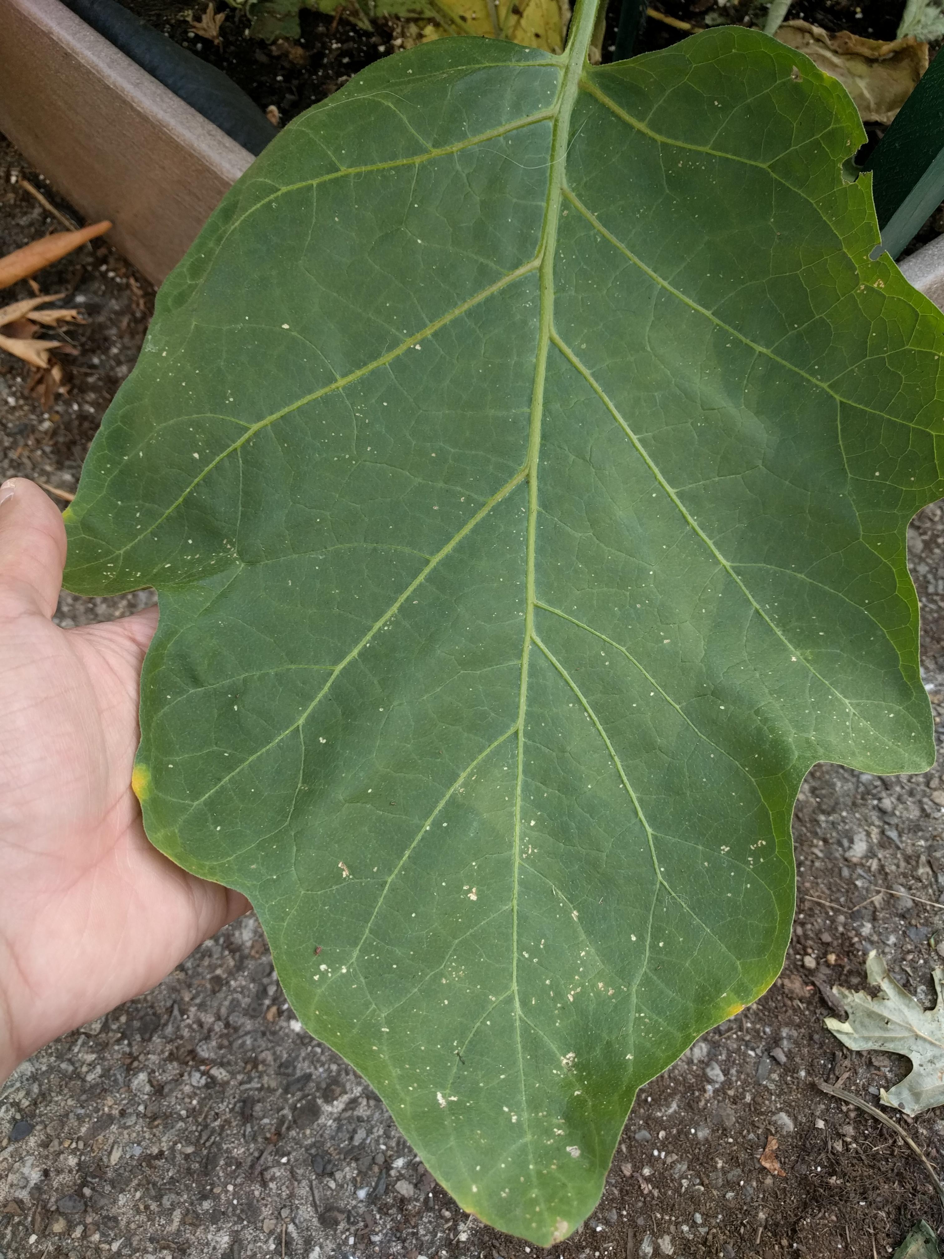 Can anyone explain these white specks that are on a majority of my eggplant leaves? r/gardening