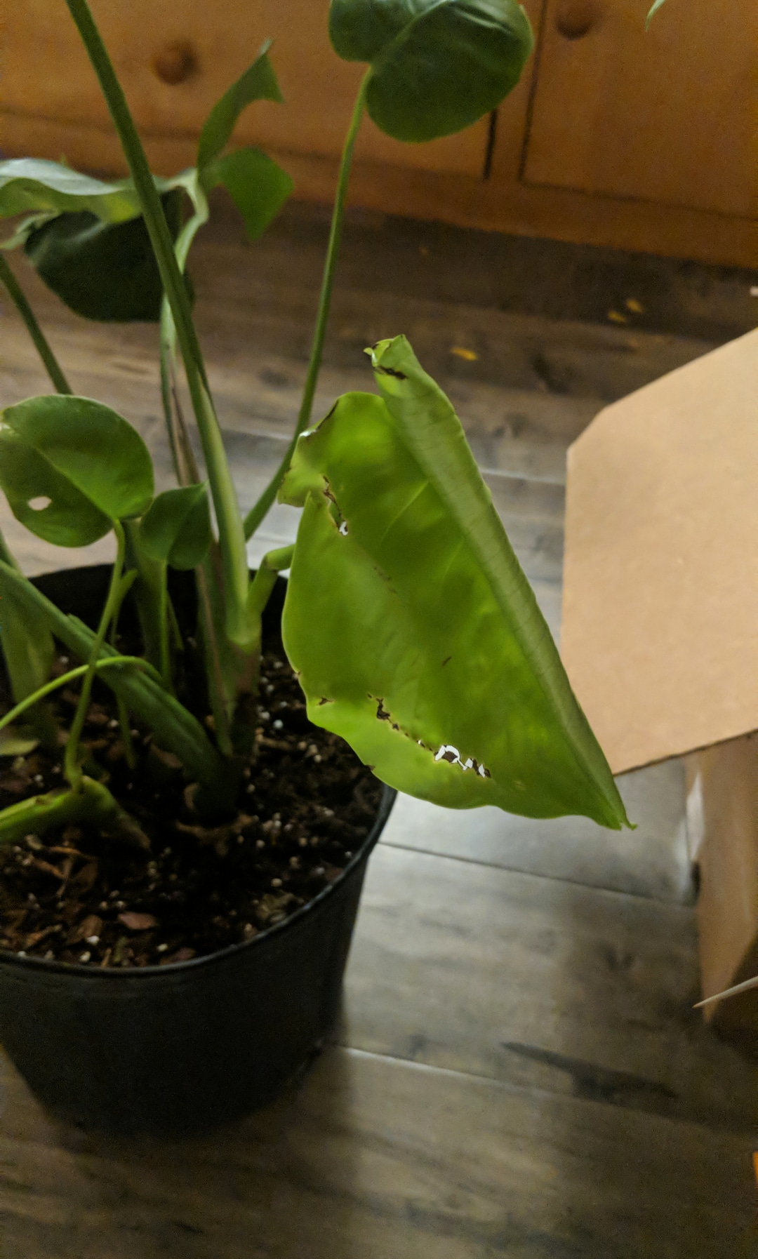 Why is my monstera's new leaf damaged?? ( plantclinic