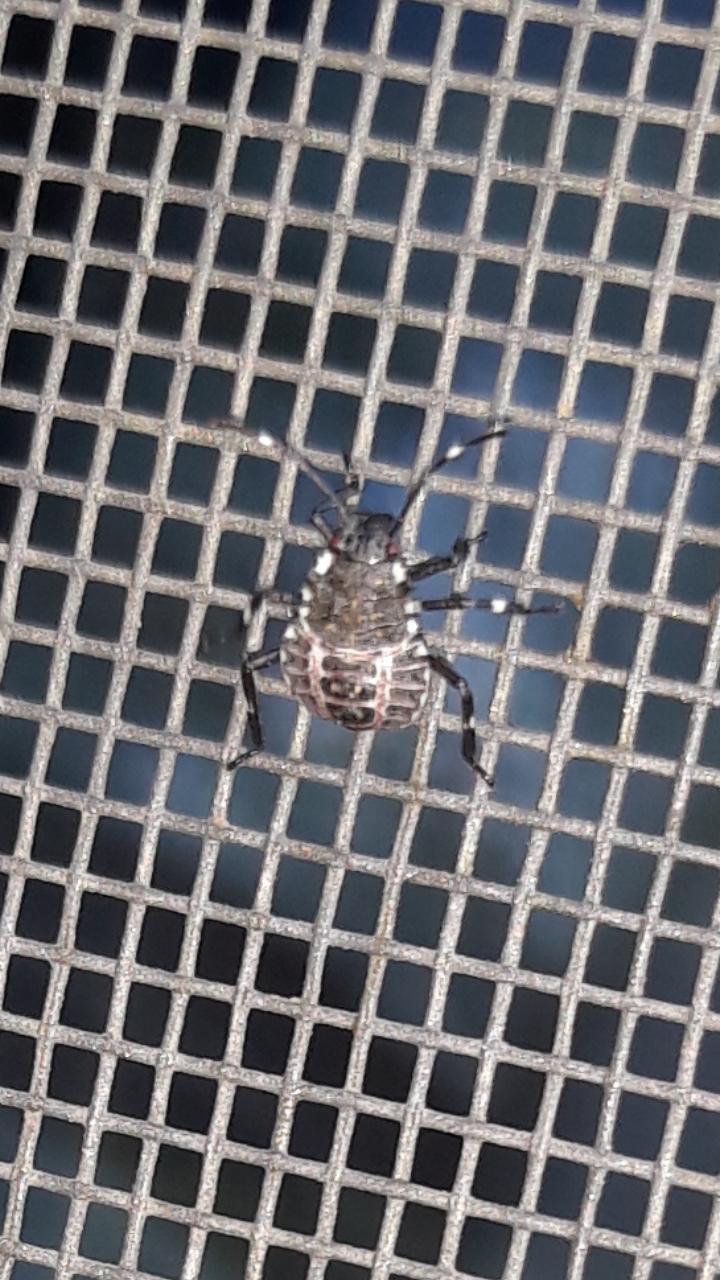 Zoomed in on screen door , no bigger than a house fly. In Omaha
