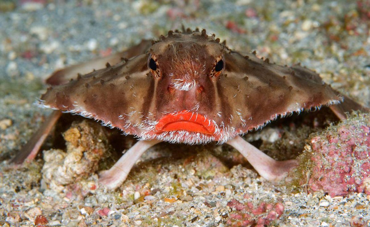 🔥 The redlipped batfish is a weird looking fish that is best known for