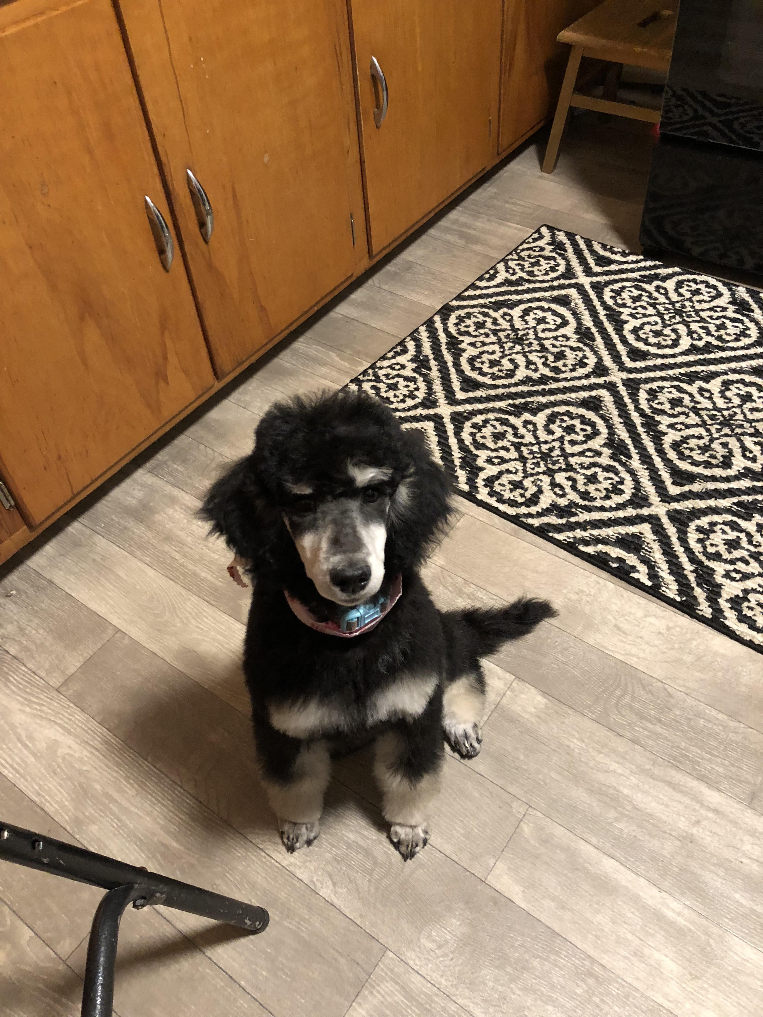 Kimber’s first puppy cut with clean face and poodle feet. r/poodles