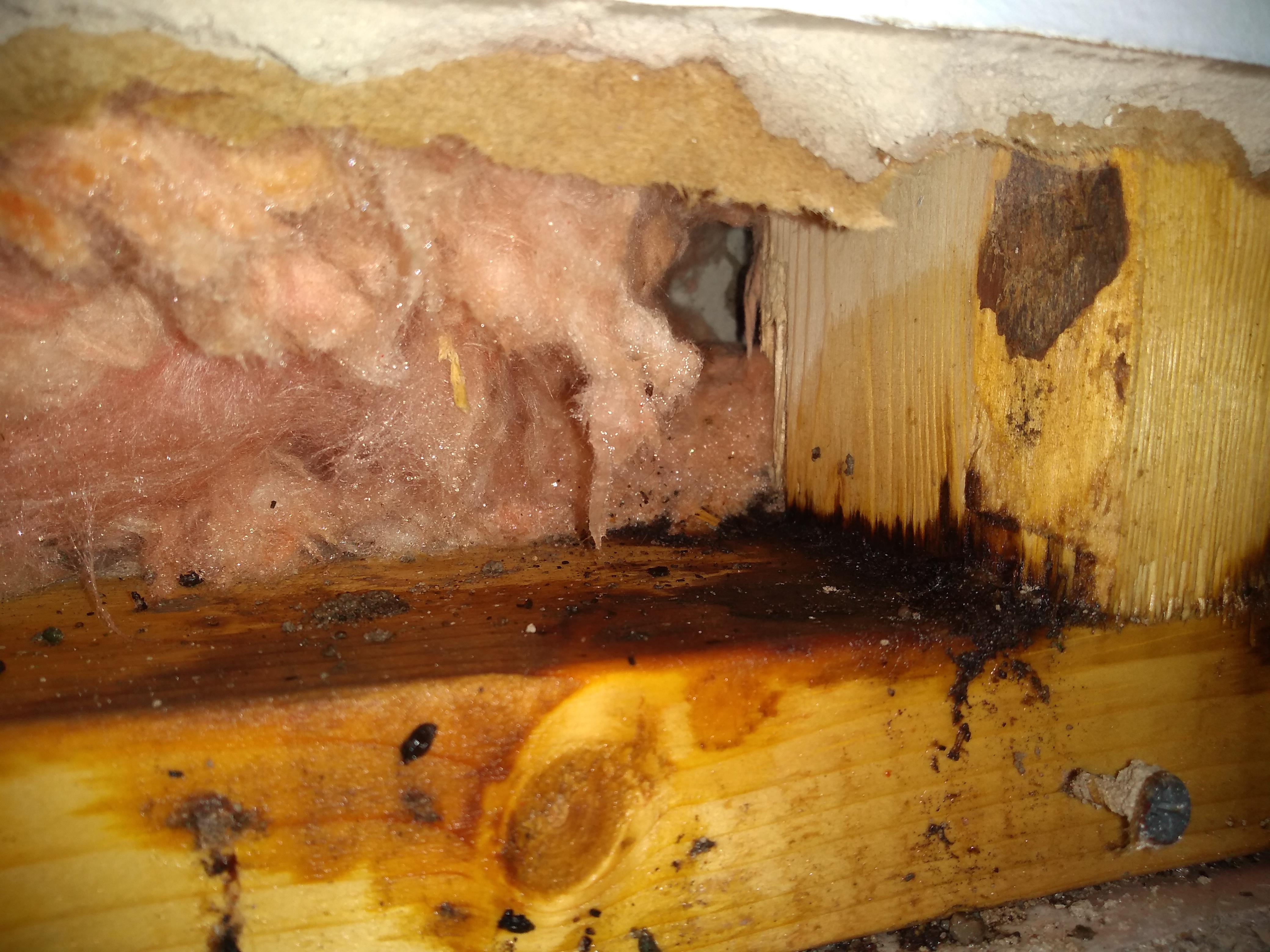 Is this Mold or Wood Discoloration? r/Mold