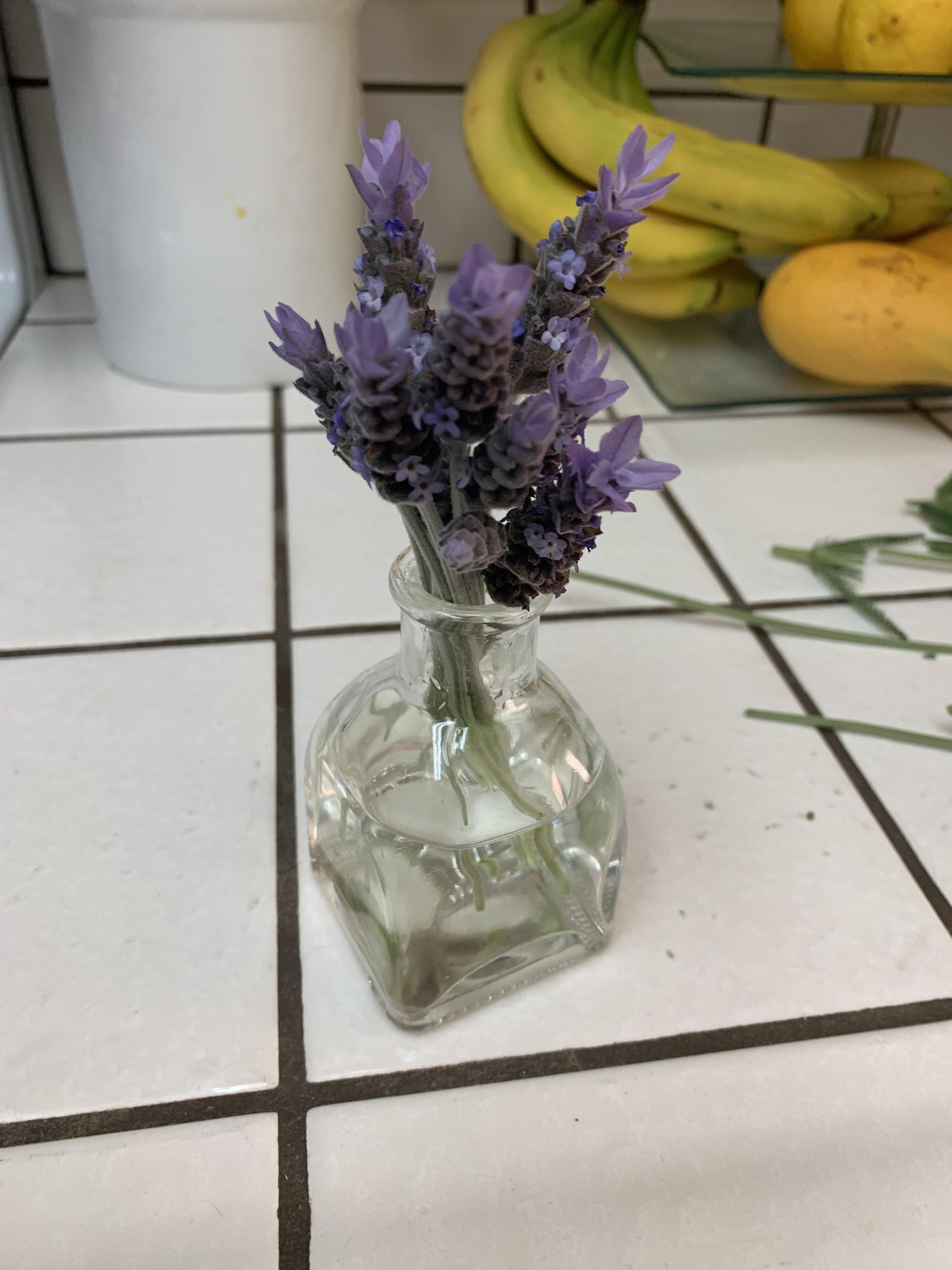 Love the smell of lavender! r/gardening