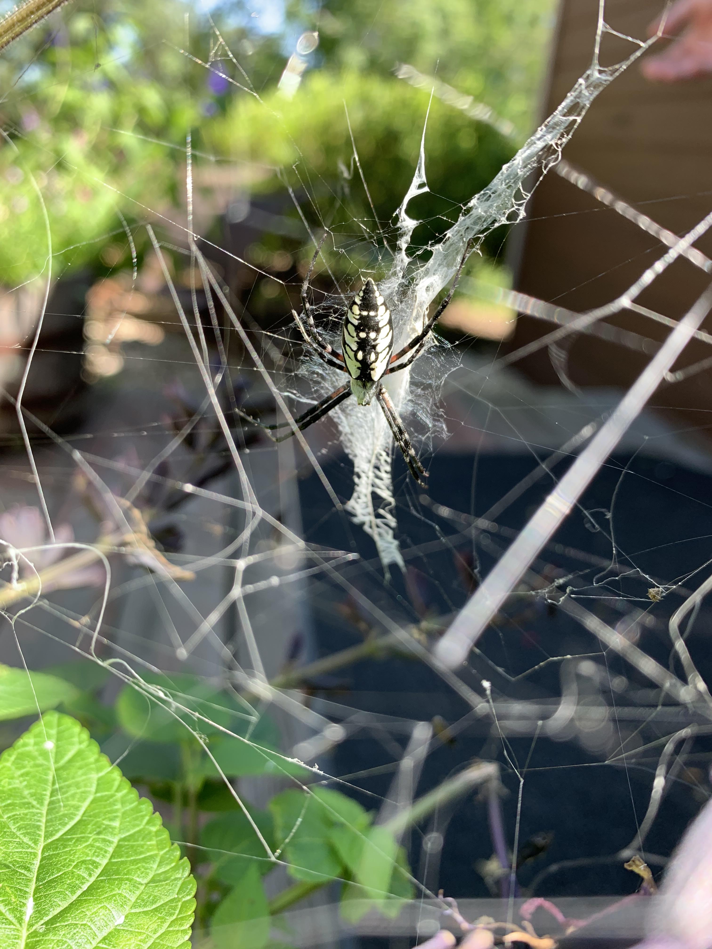 Garden spiders are amazing!!!! r/spiders