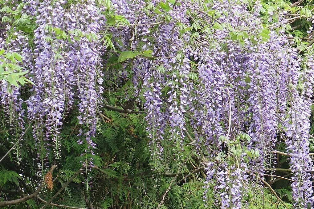 This flowering plant, zone 6a, Massachusetts USA r/whatsthisplant