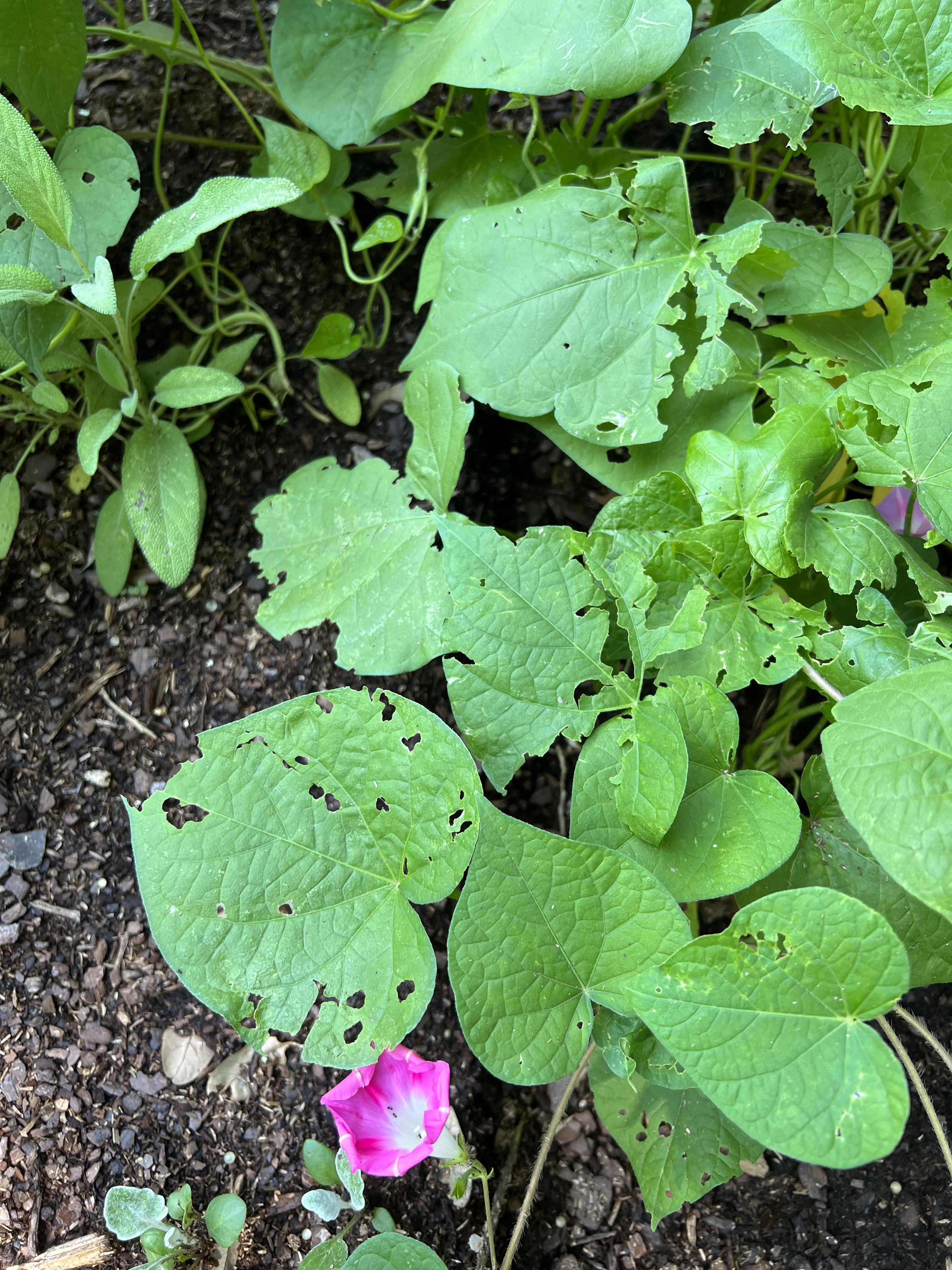 What’s eating my morning glories? r/gardening