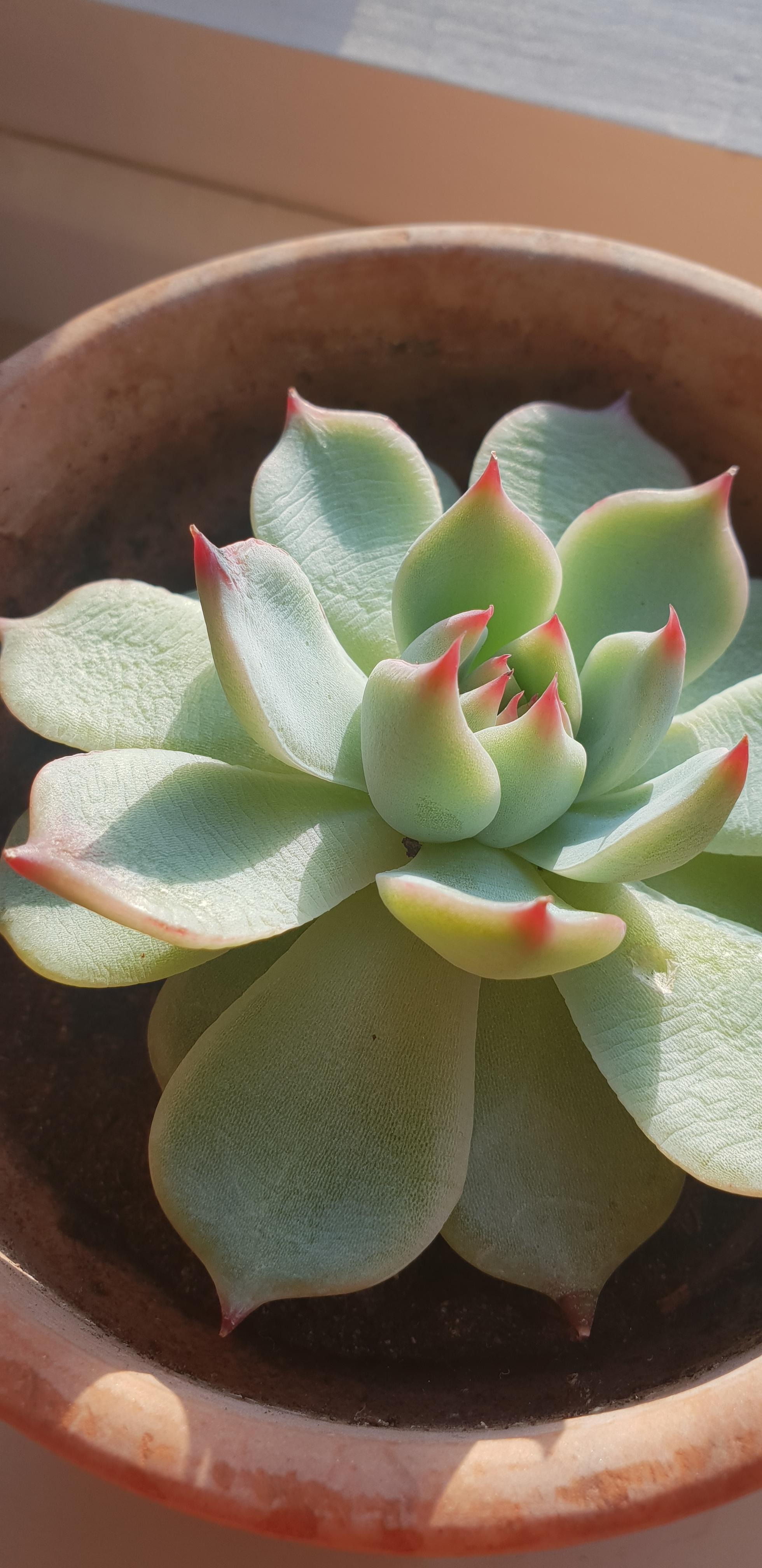 Why is my echeveria wrinkling? r/plantclinic