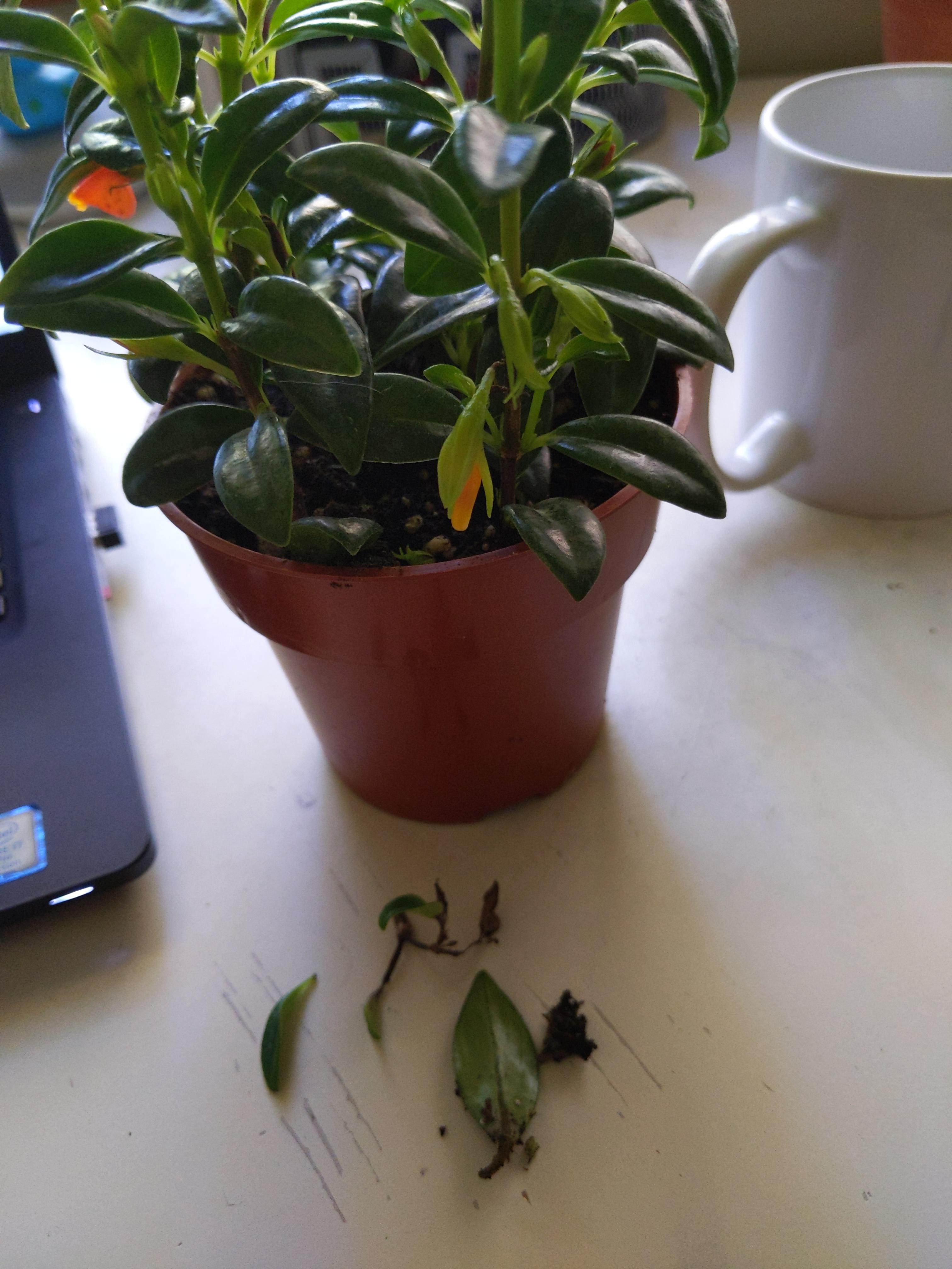 My Goldfish plant is dropping leaves, and the top of one of the stems