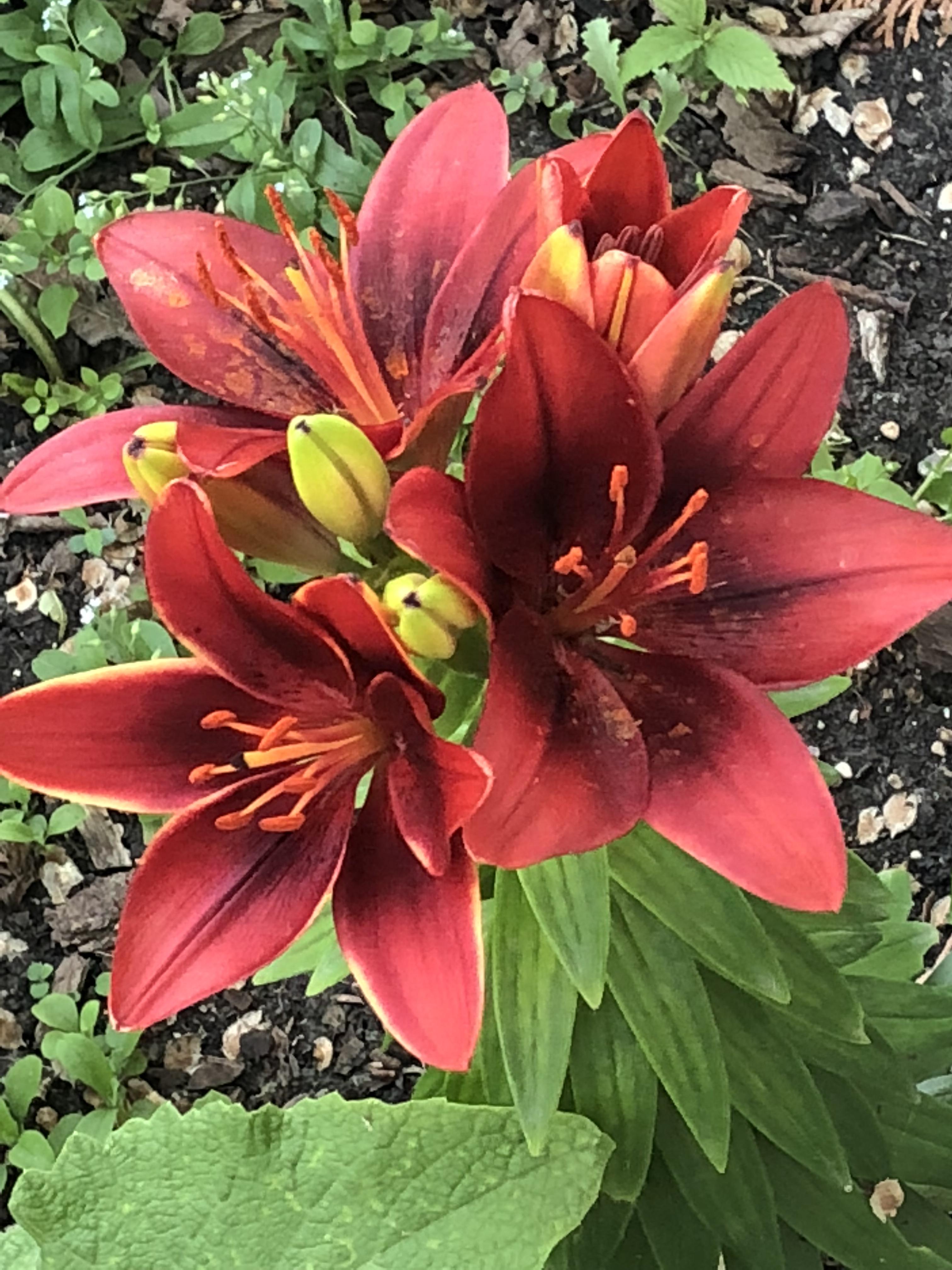 Thought my lilies died last year, but they’ve made a comeback and look r/gardening
