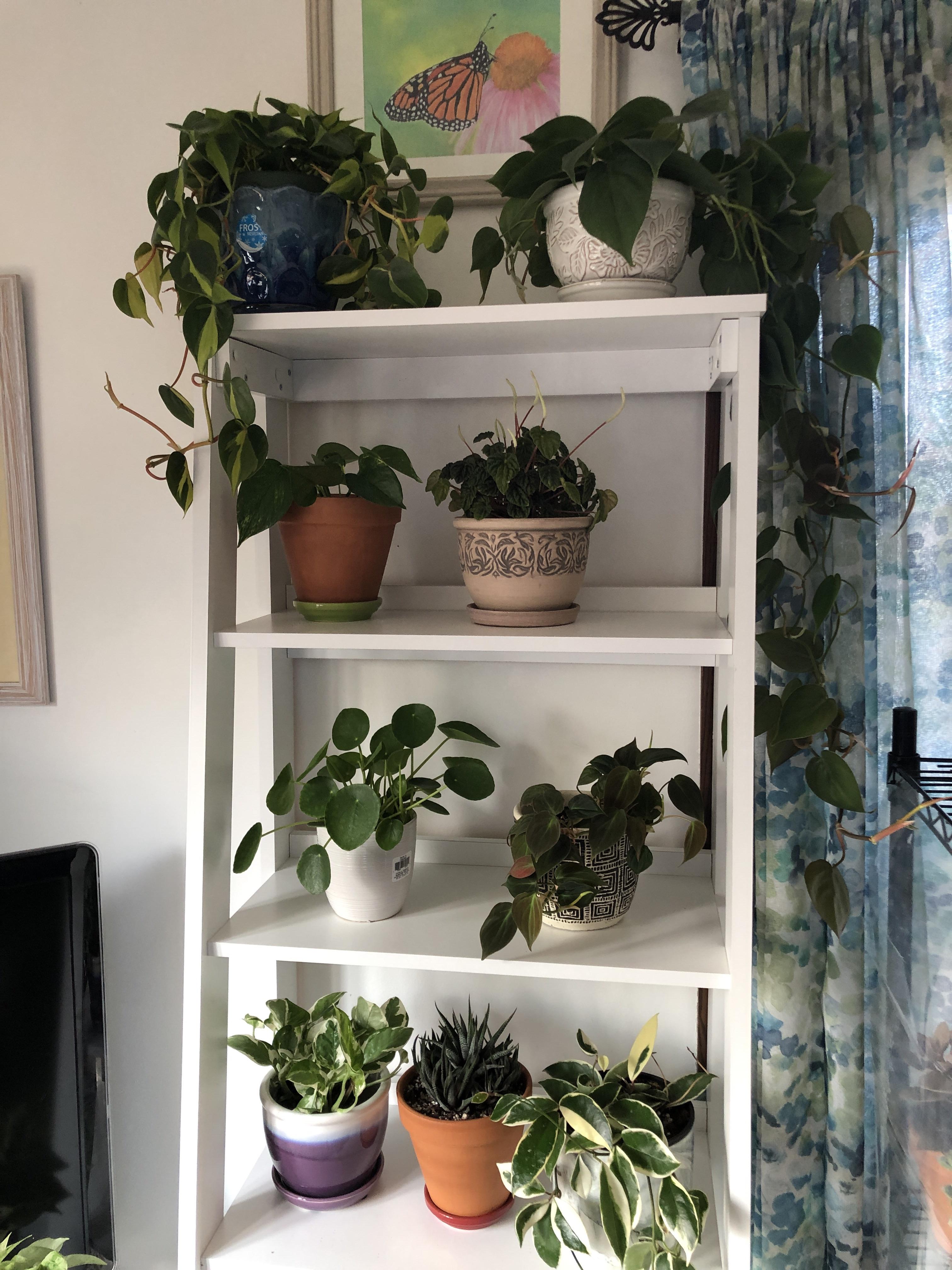 I’m loving my new plant bookcase. I think I spot a couple open spots