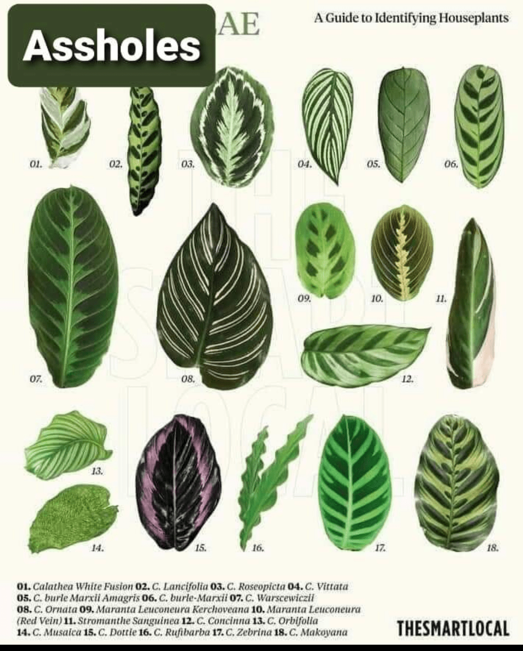 Identifying House Plants By Leaves