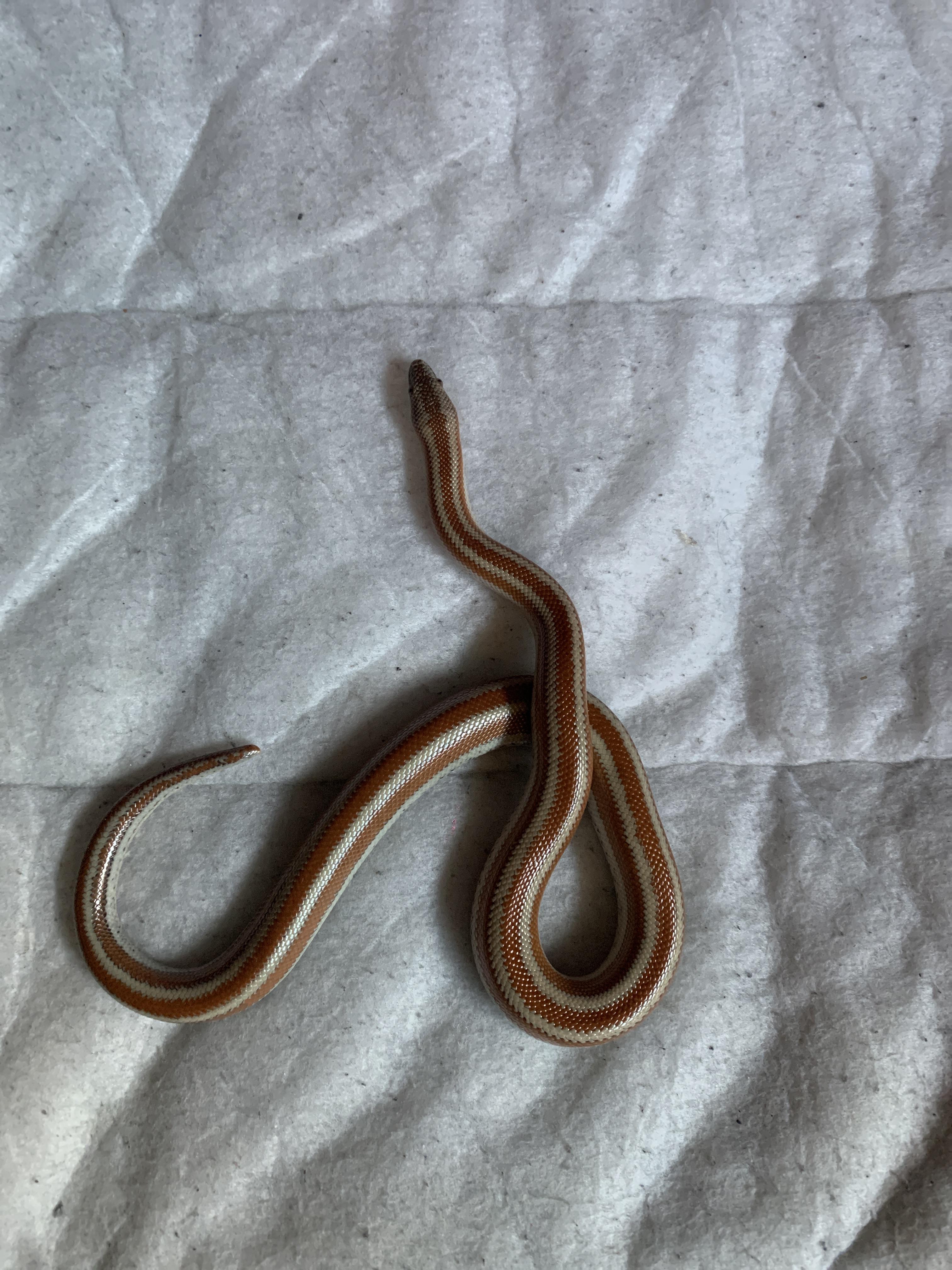 52 best Rosy Boa images on Pholder Rosyboas, Reptiles and Herpetology