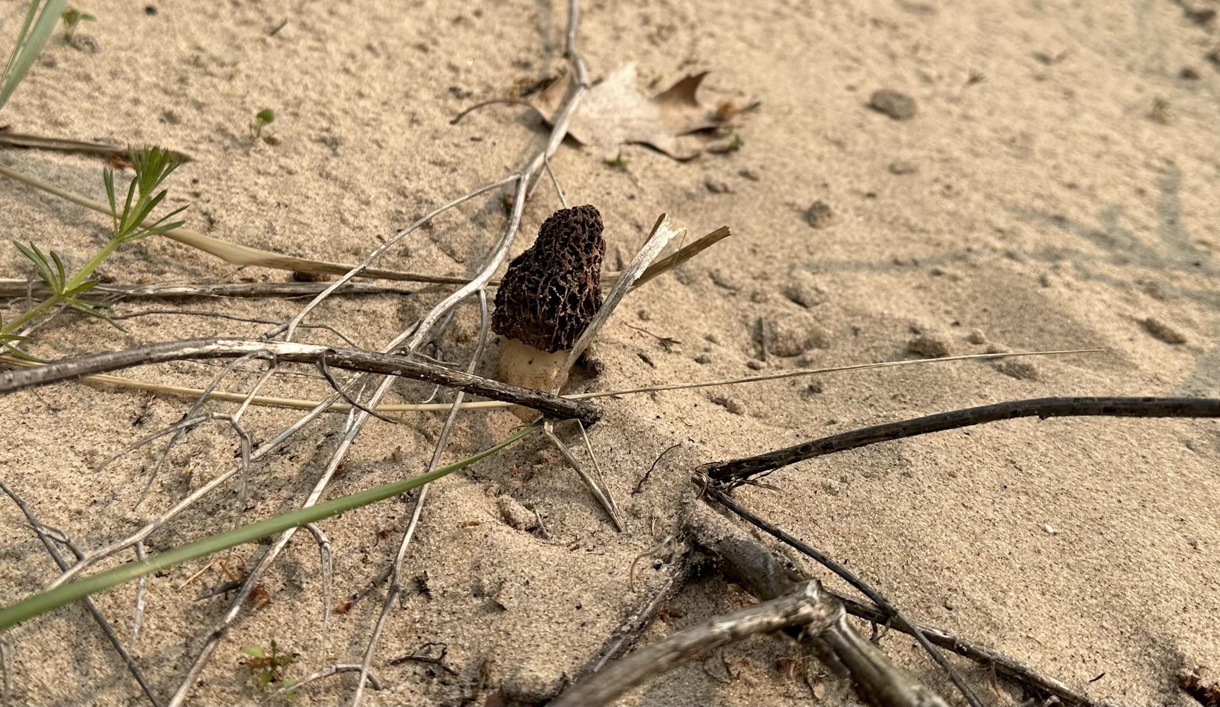 Morel? r/Morel_Hunting