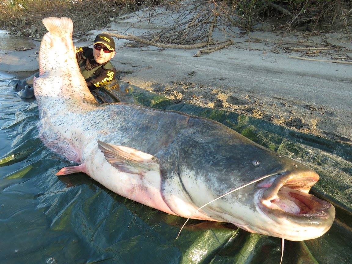 I was looking up Mekong Giant Catfish (Pangasianodon gigas) recently
