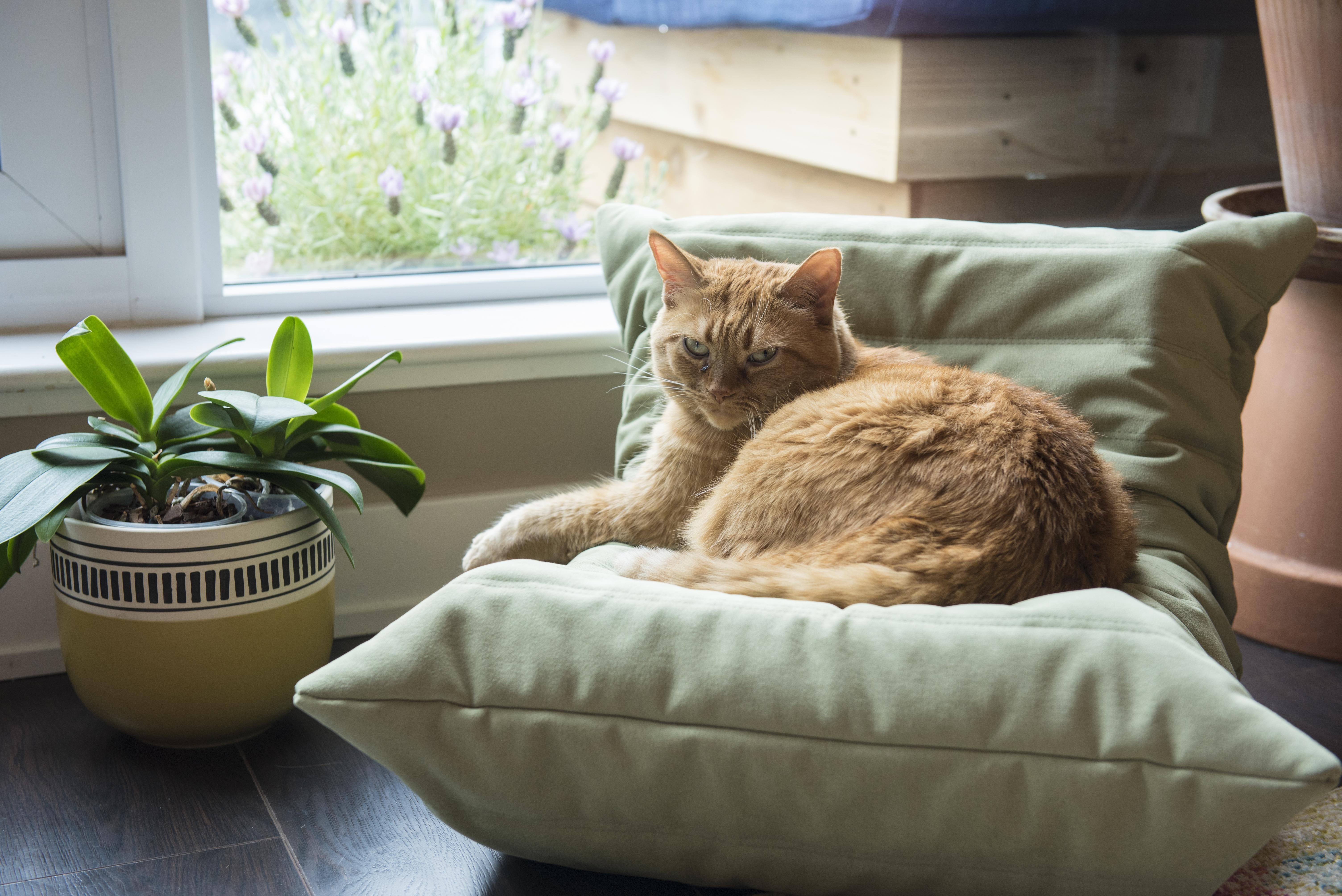 Fancy lounger for cats who enjoy more appropriately sized furniture