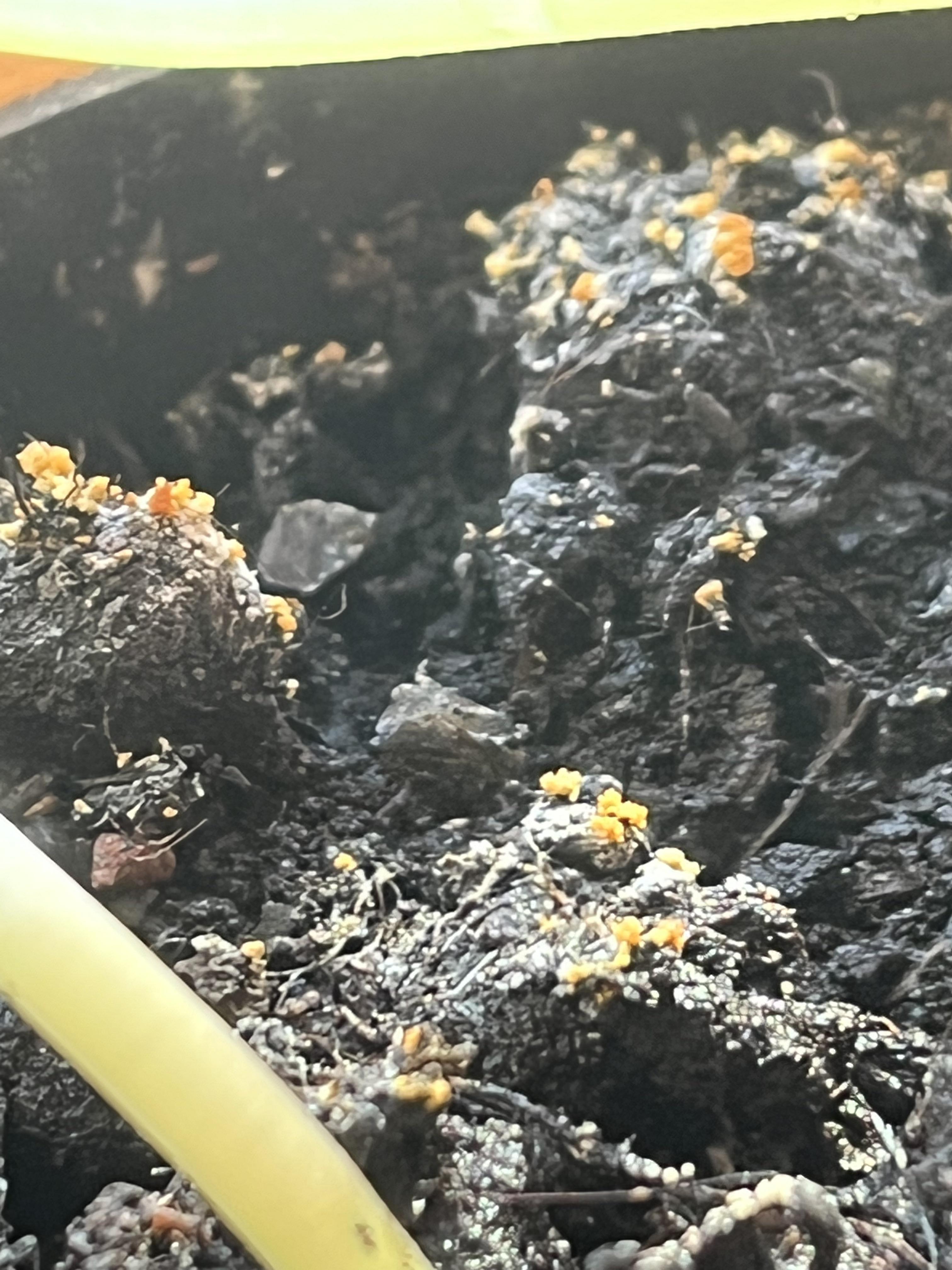 Noticed these orange growths on the soil in a plant pot, and