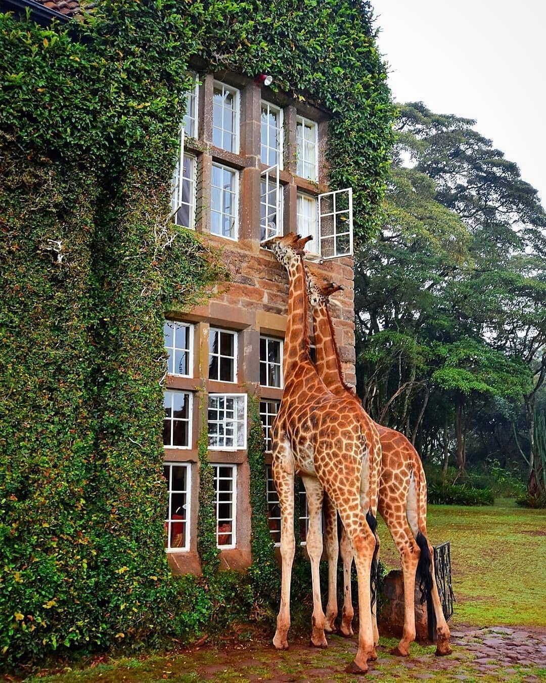 Girrafe Manor, Nairobi Kenya. pics