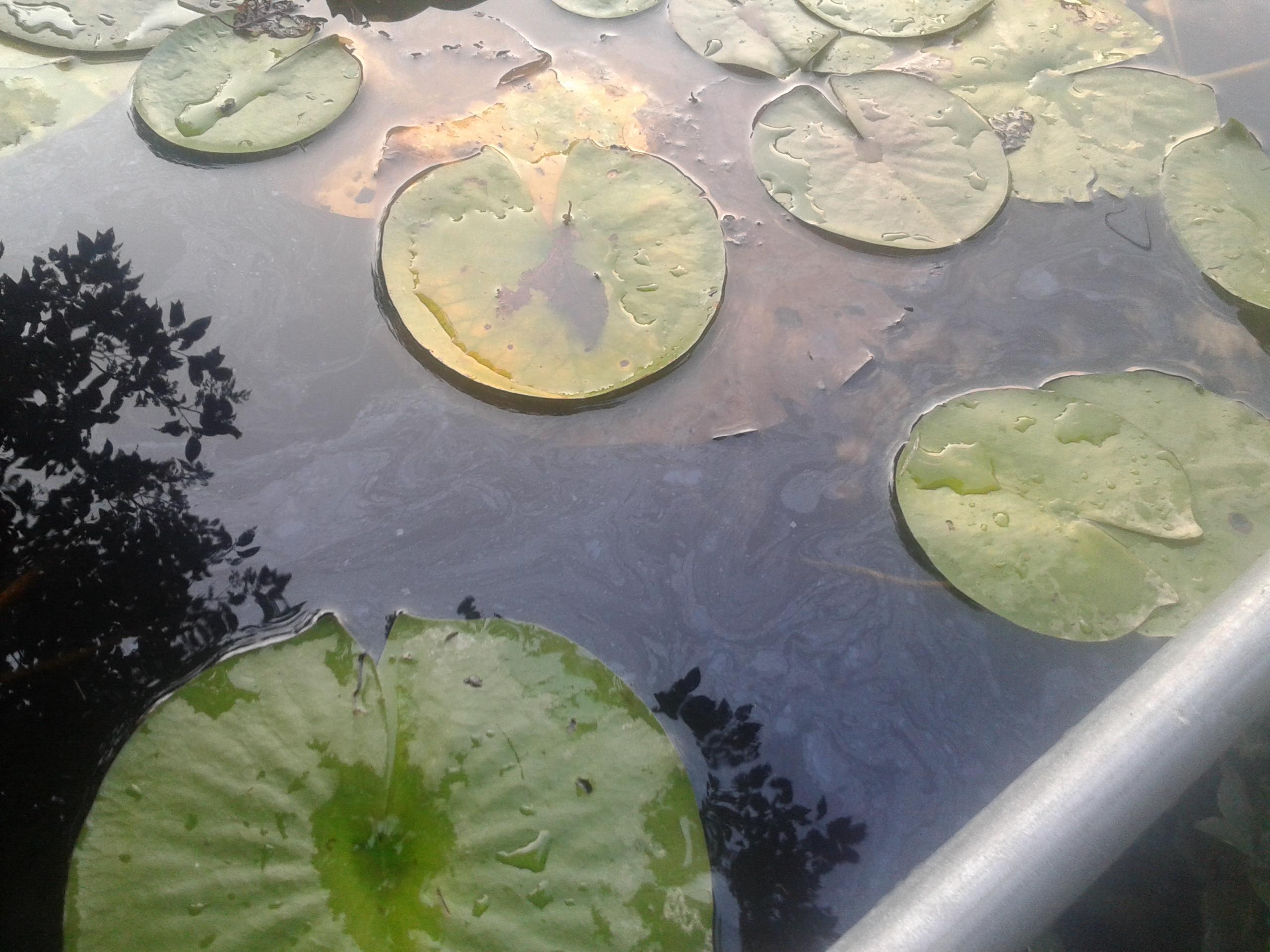 What is this oilylooking film on my stock container pond and how do I