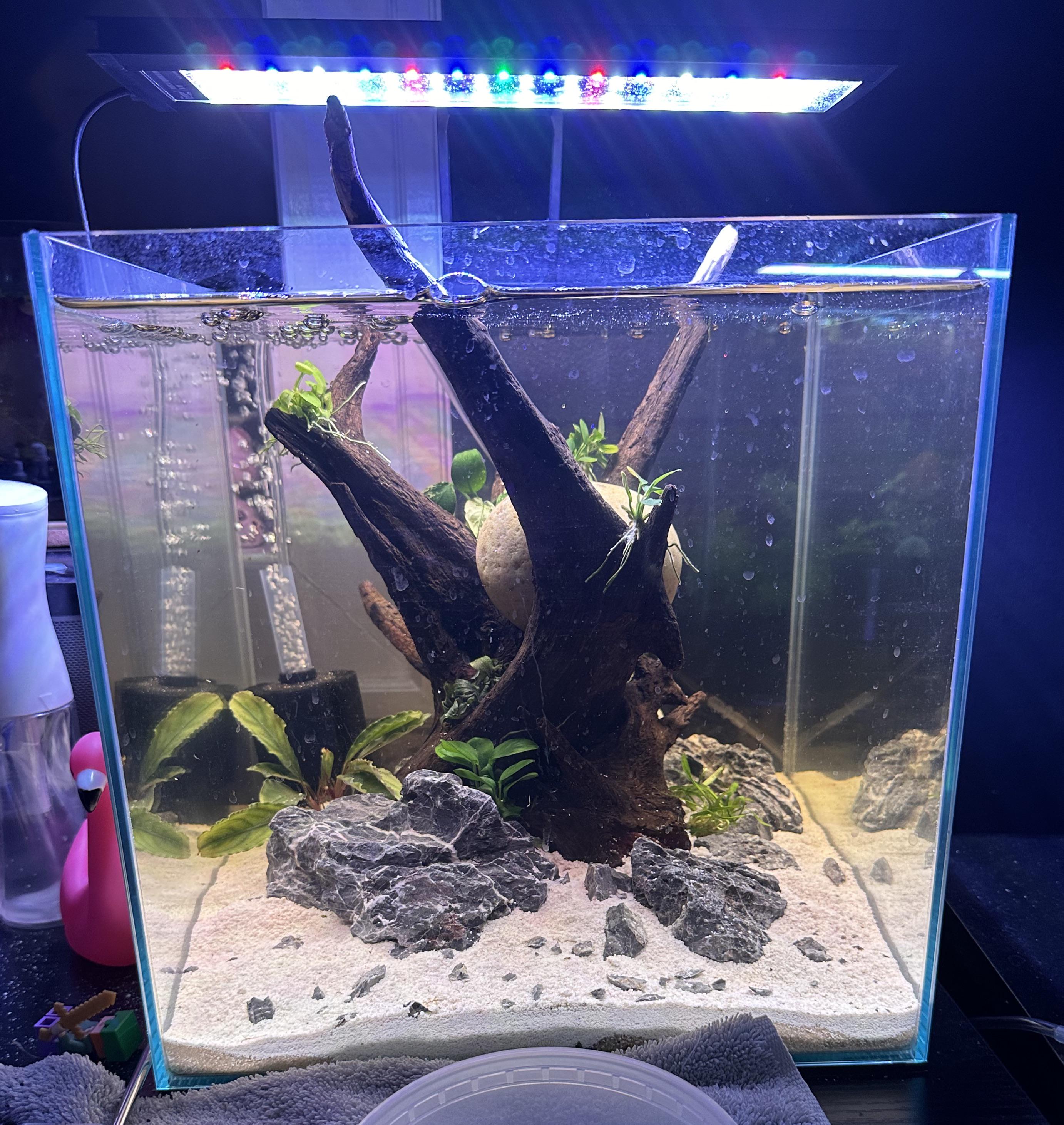 Is it cruel to put nano fish in a tank with light plant coverage? r