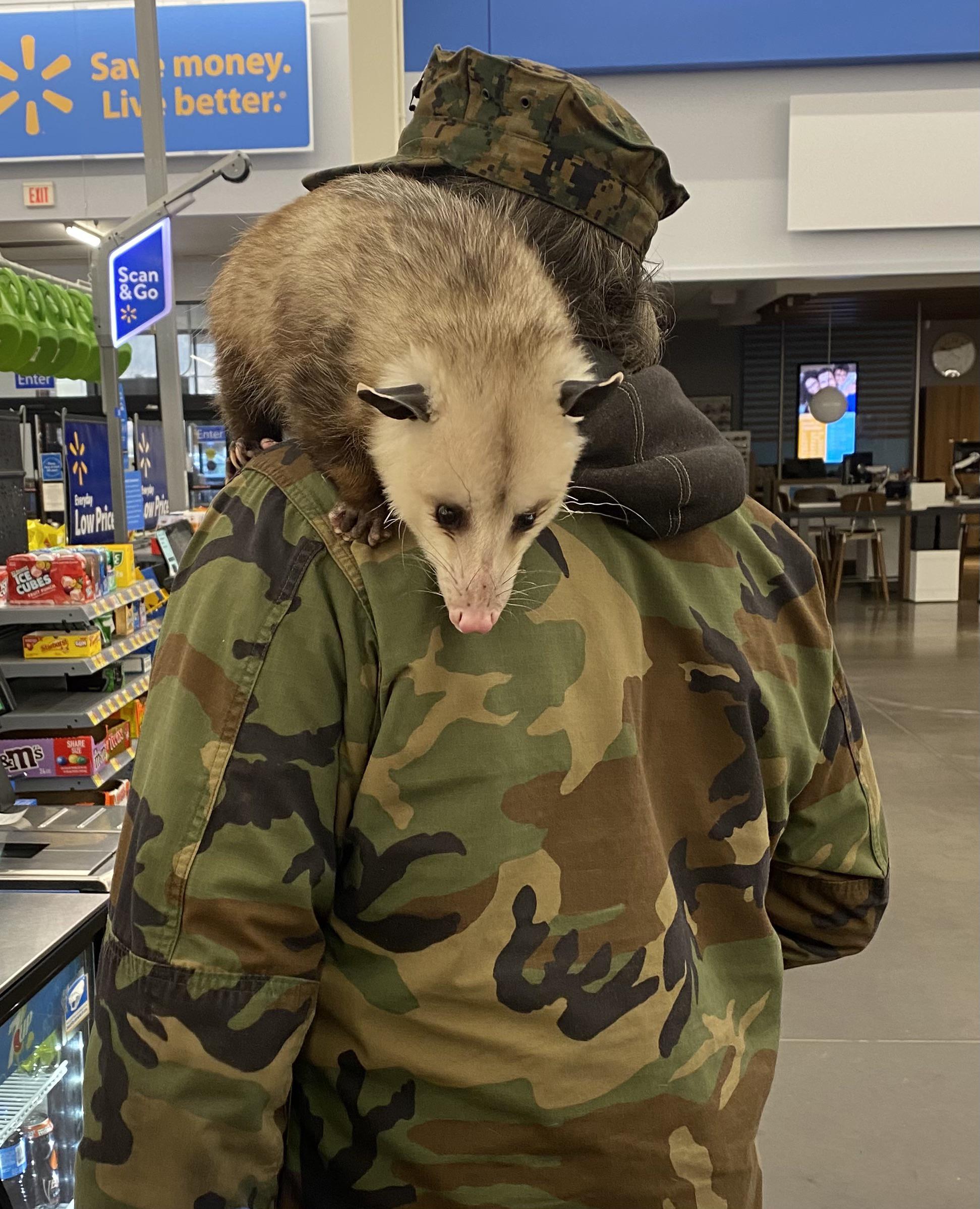Front shot of the NC opossum! His name is rocky, he’s litter trained