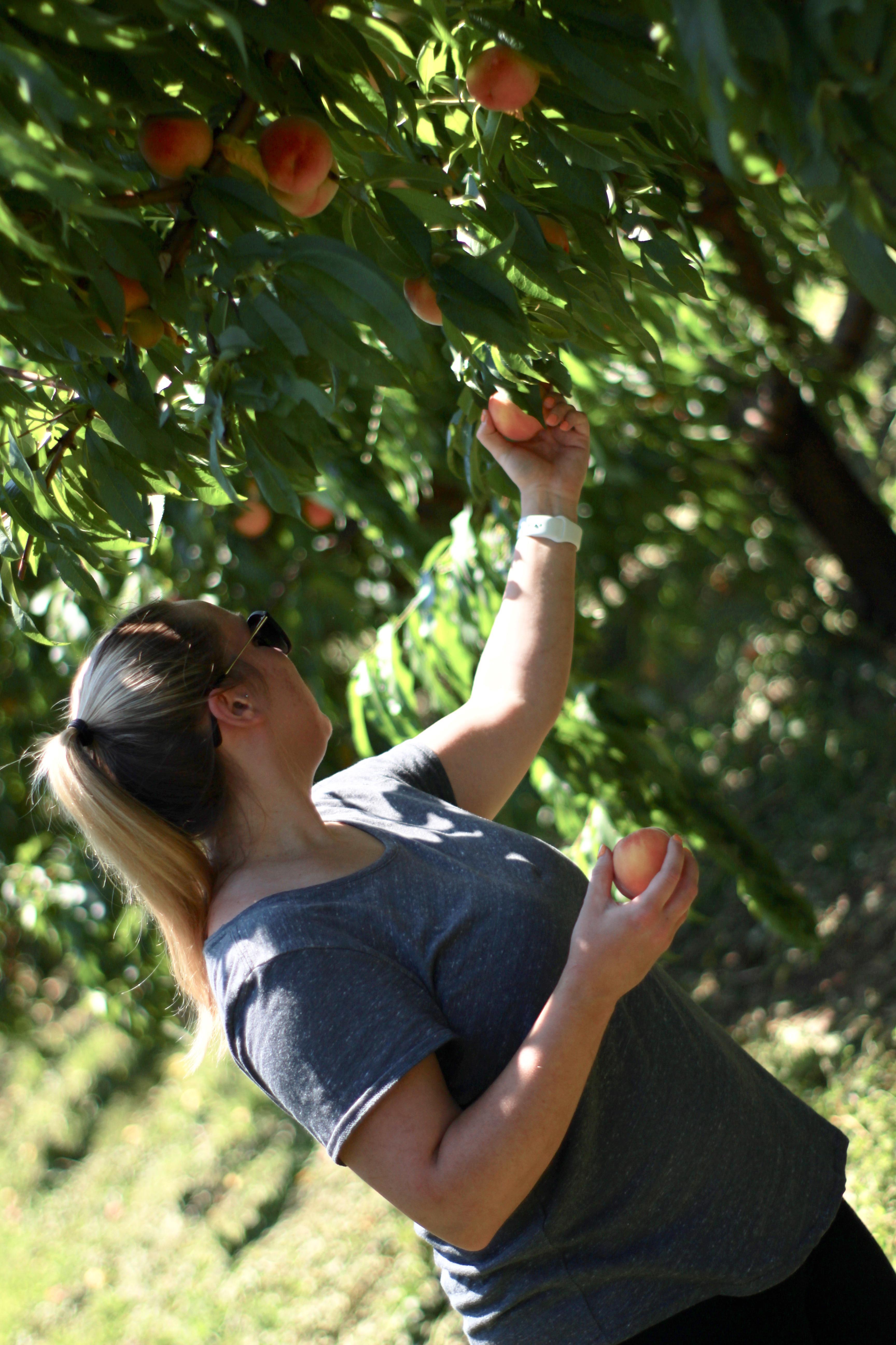 Picked some peaches with the wife today... r/pics