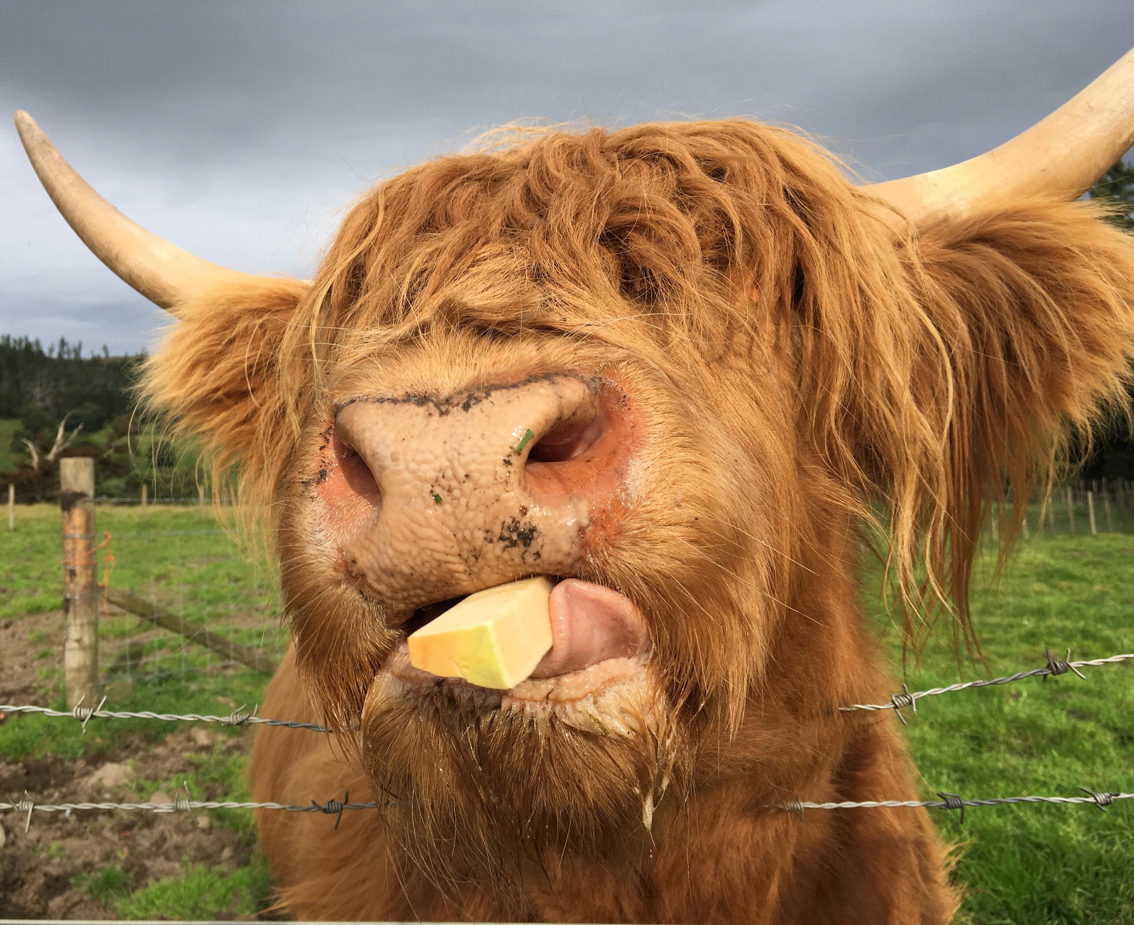 Honey the Scottish highland cow certainly loved the potatoes I fed her
