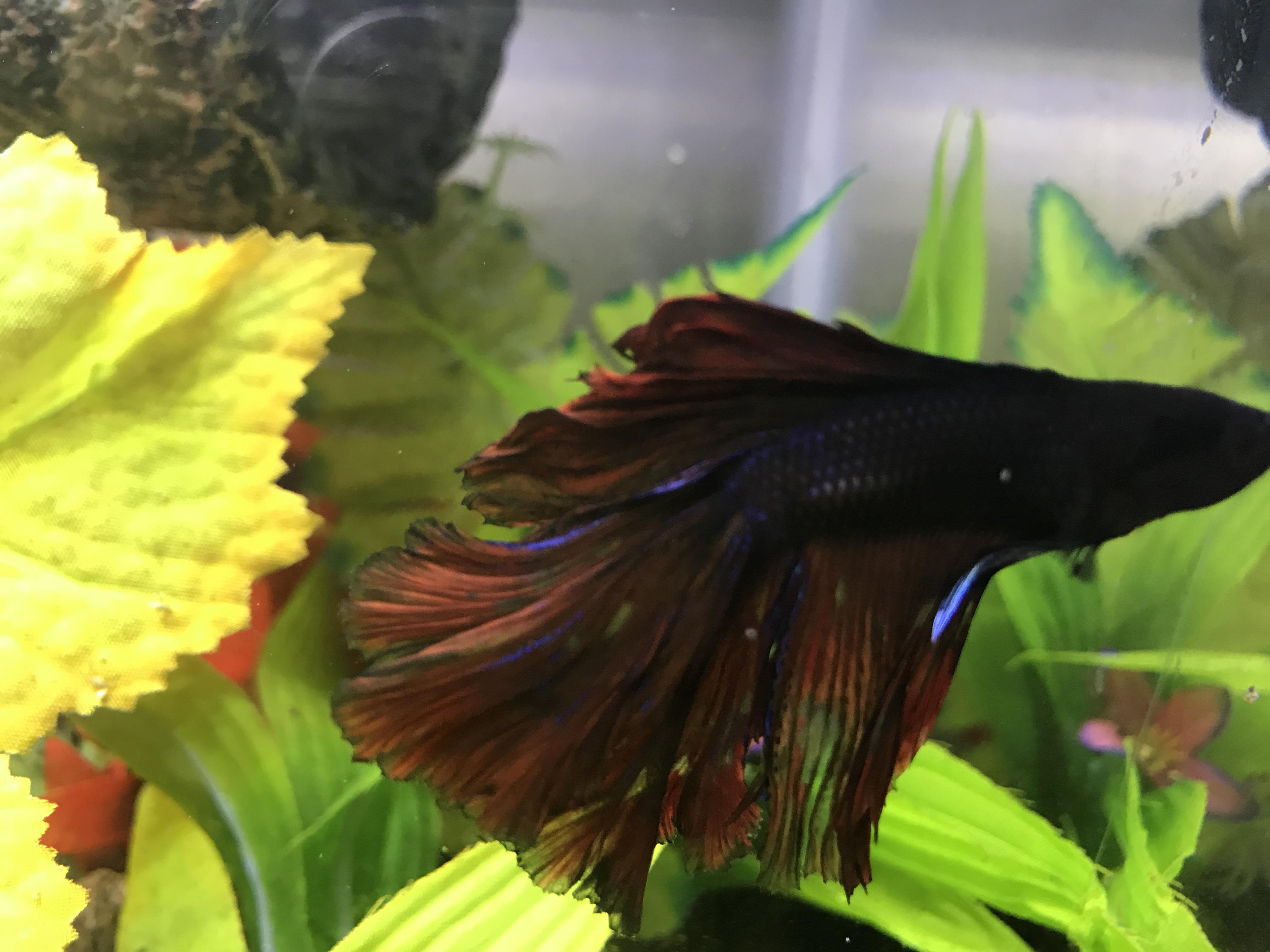Blueberry needs fattening up. Suggestions? Also tail type? He is not