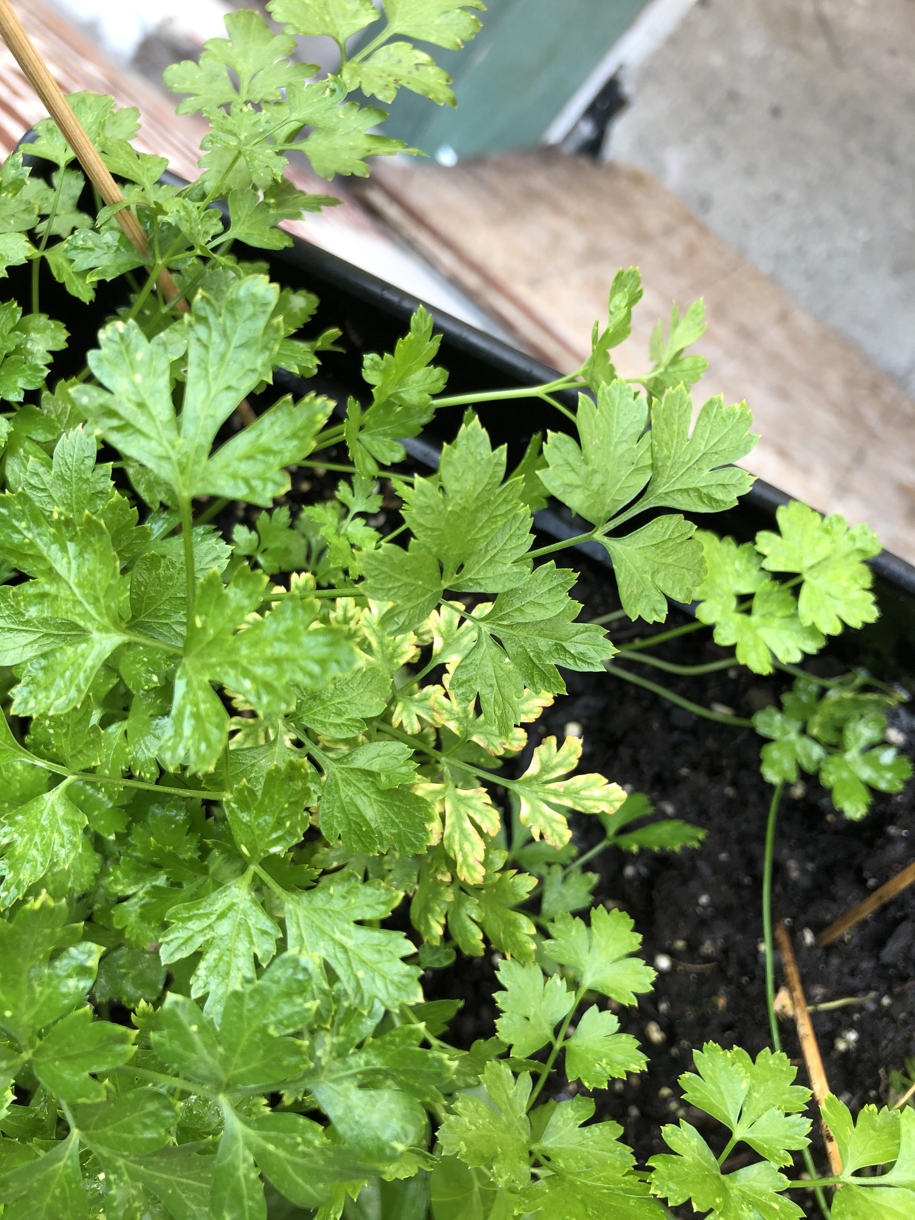 Hi! Does anyone know why my parsley has white spots all over it? It