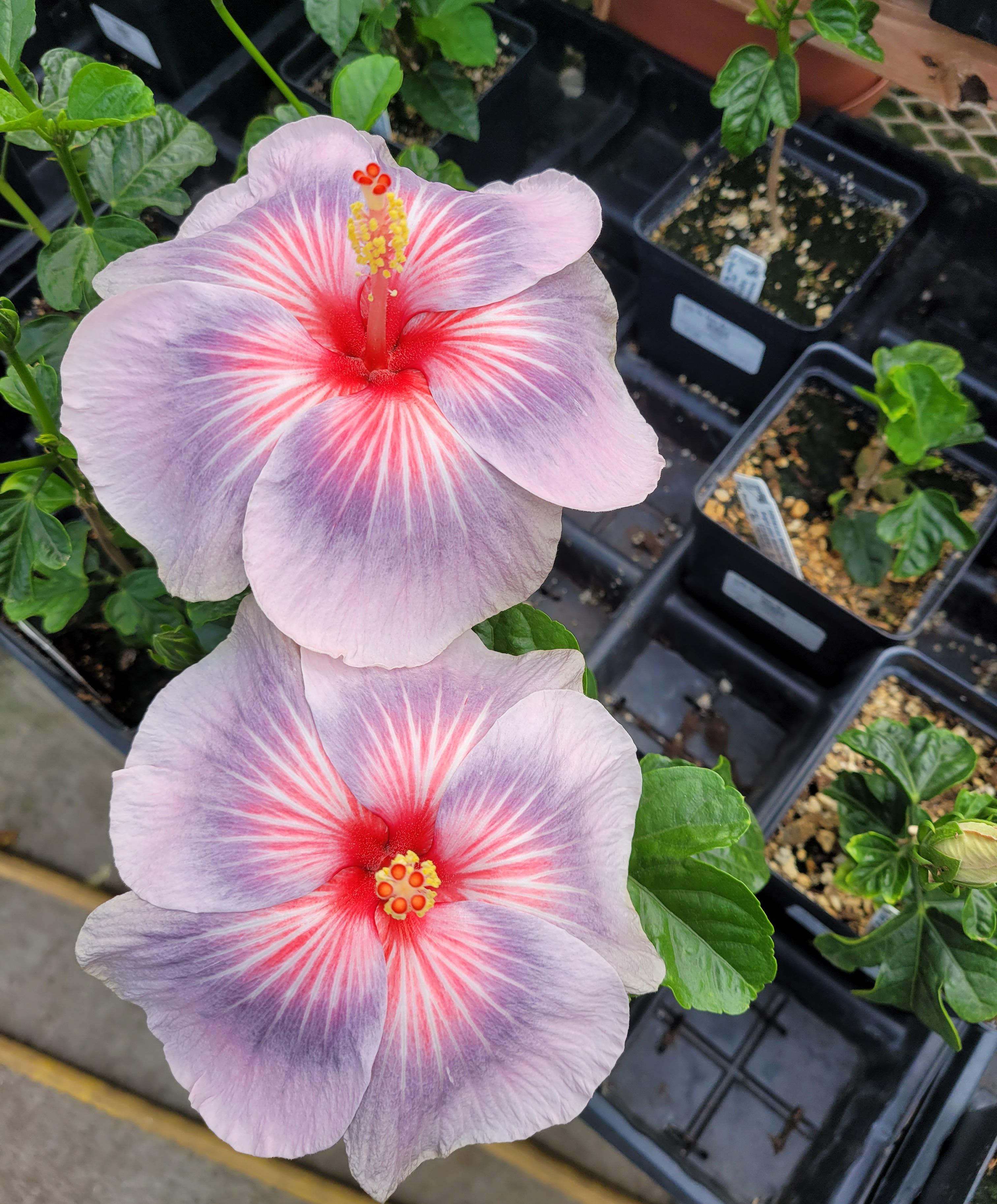 Hibiscus 'midnight tryst' absolutely amazing! r/flowers