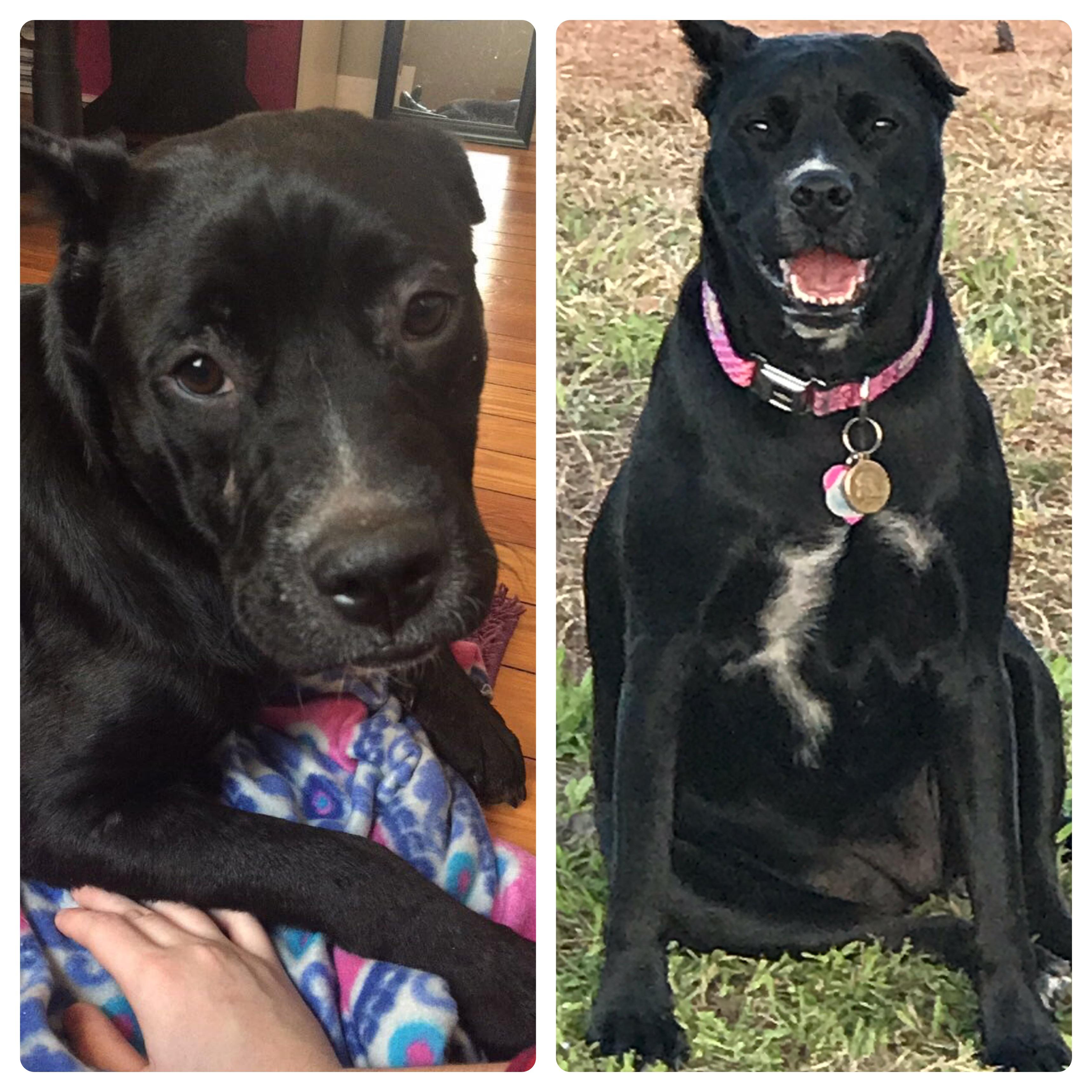 Adopted this pound puppy from the Humane Society in Savannah Ga. She