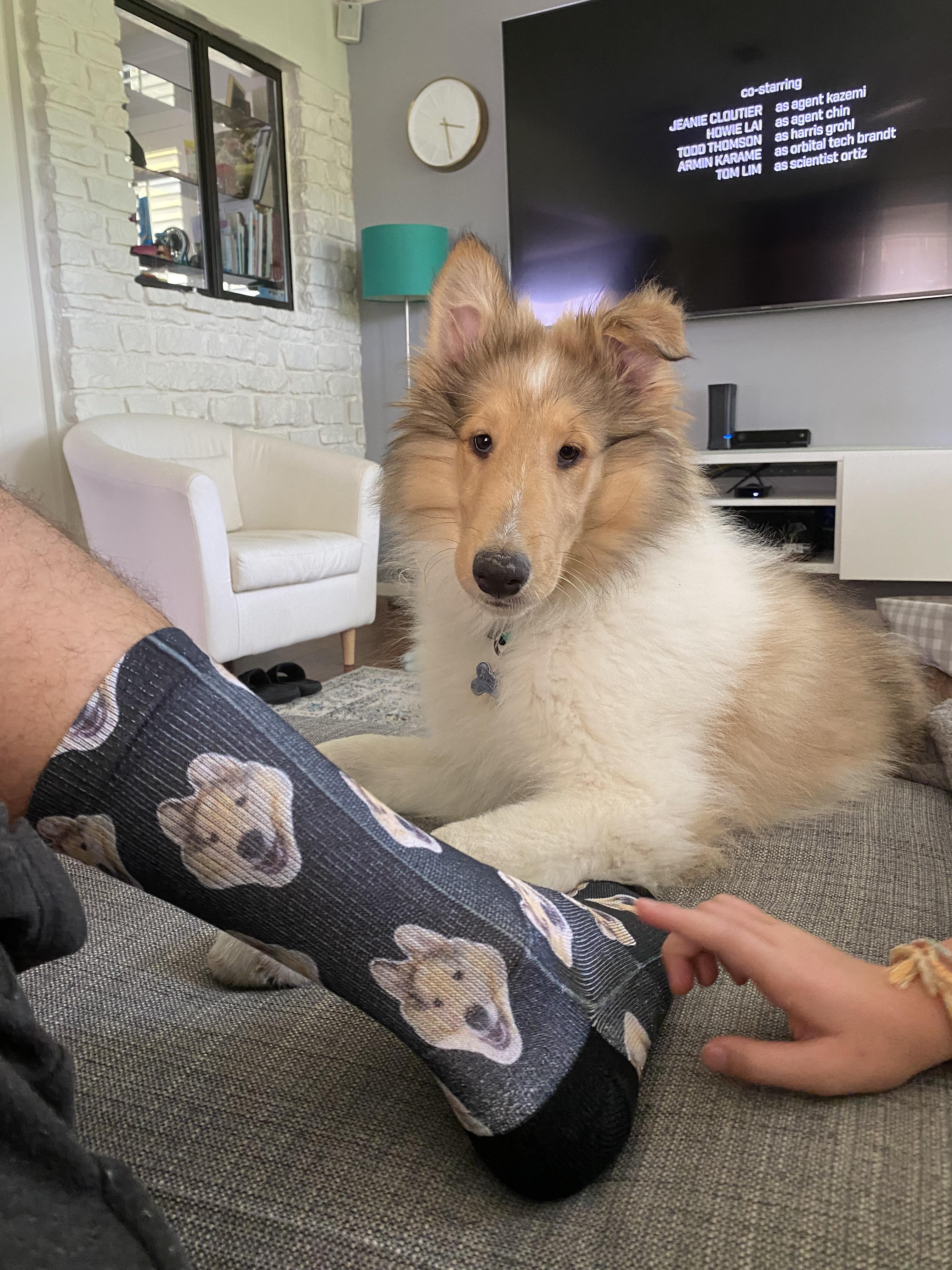 New puppy and new puppy face socks for Father’s Day r/roughcollies