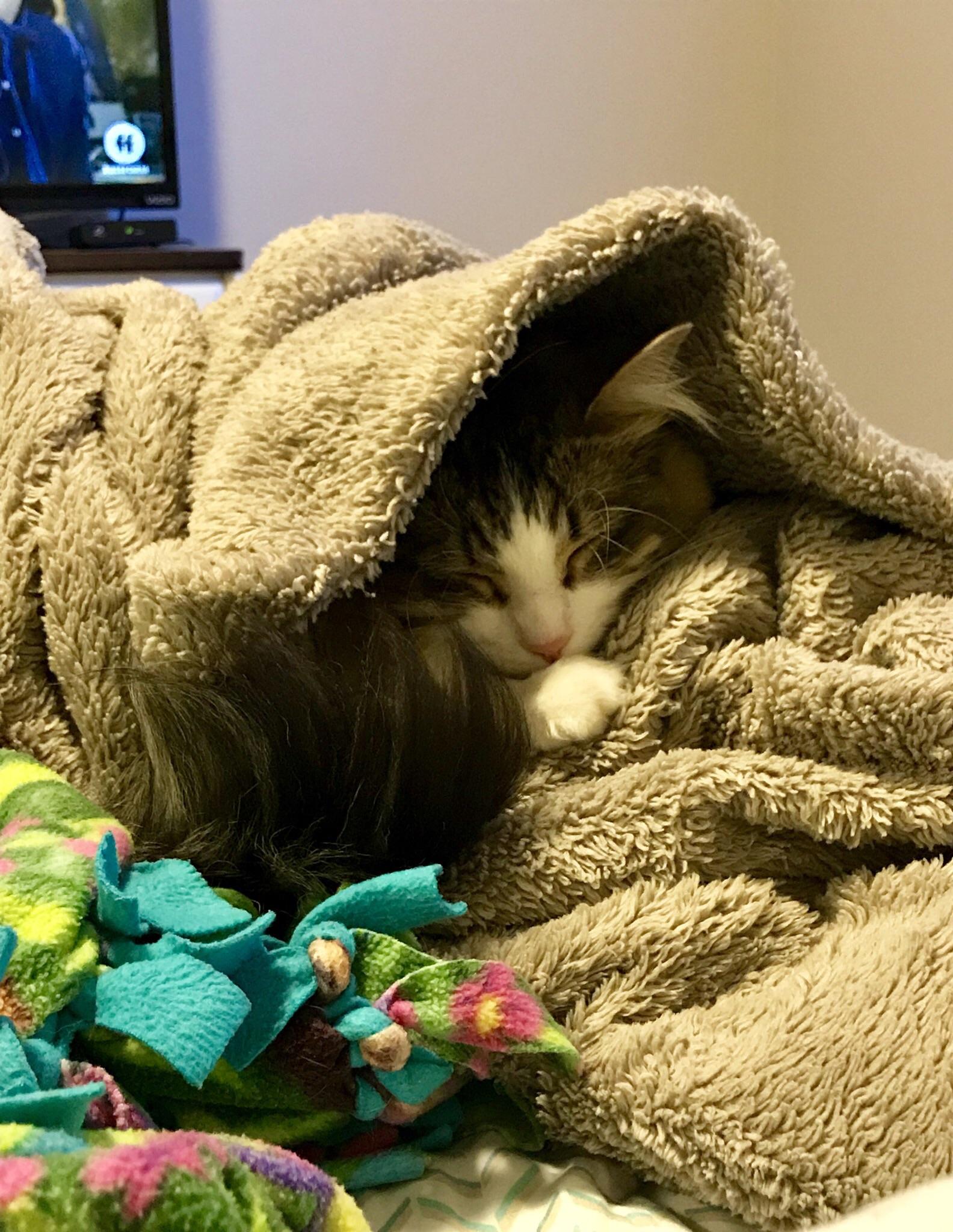 Cozy blanket r/aww
