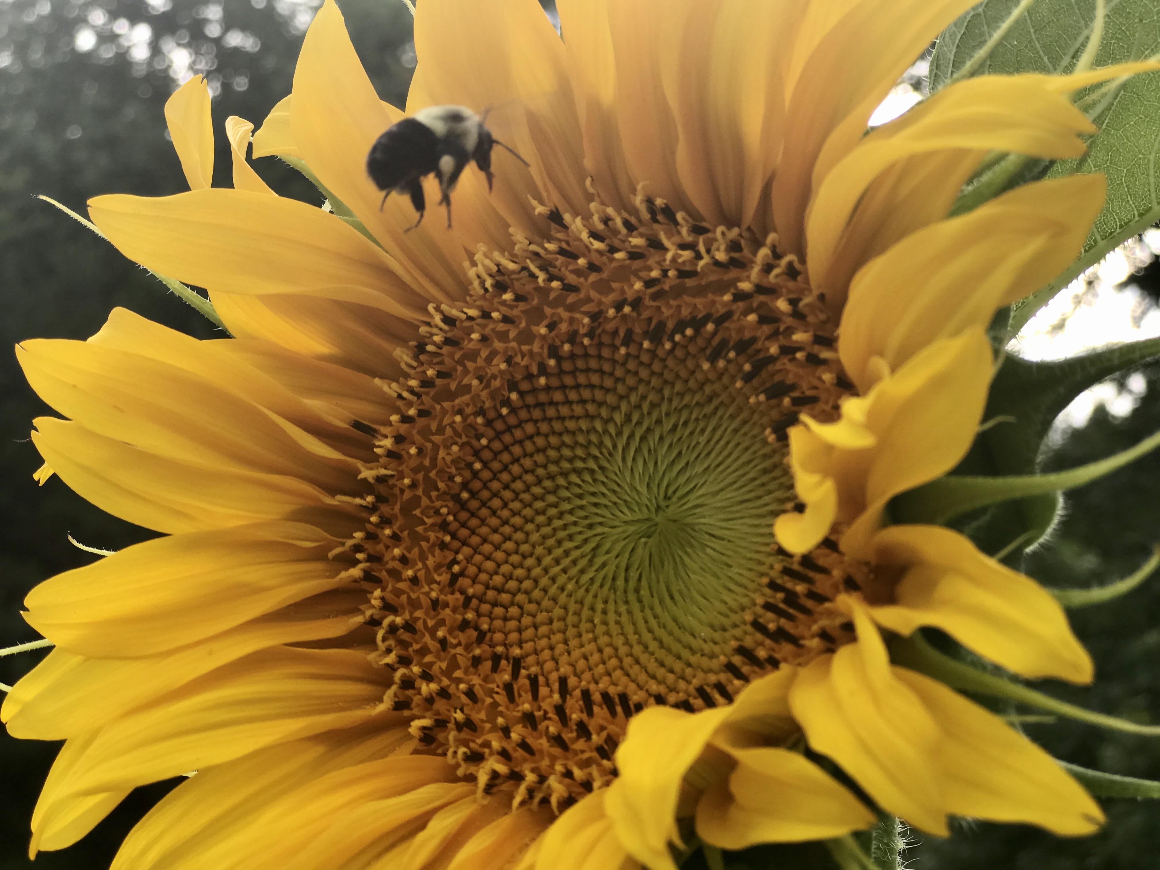 I’ve tried growing sunflowers the last 6 years and they’ve always been