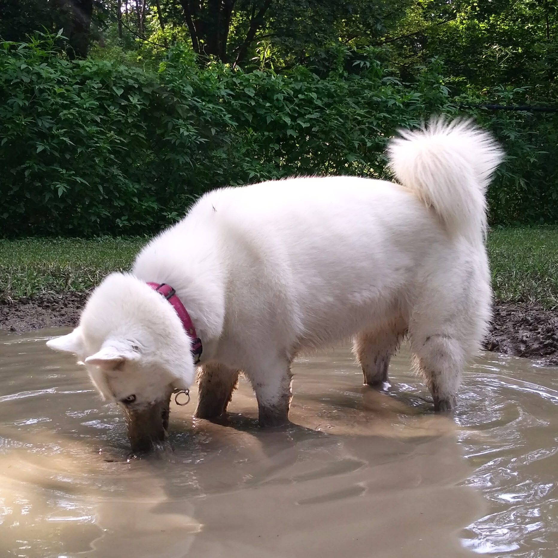 Review Best mud bath in town! r/aww