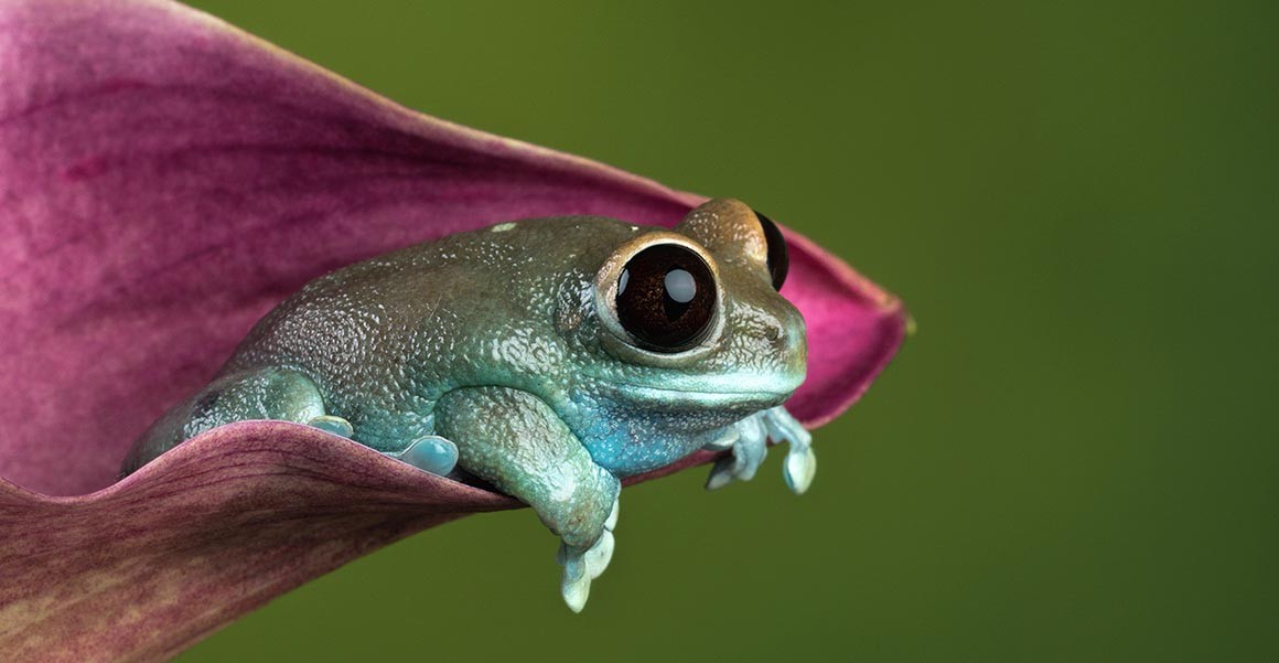 Anyone know this species of frog? I like how it is just relaxing on the