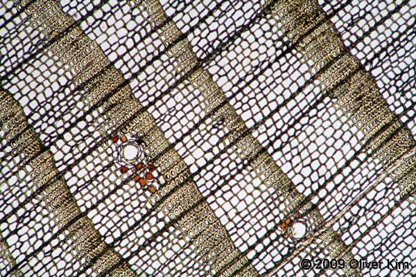Wood under a microscope BeAmazed